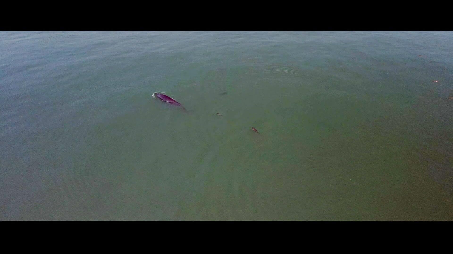 Le dernier chant de la baleine
