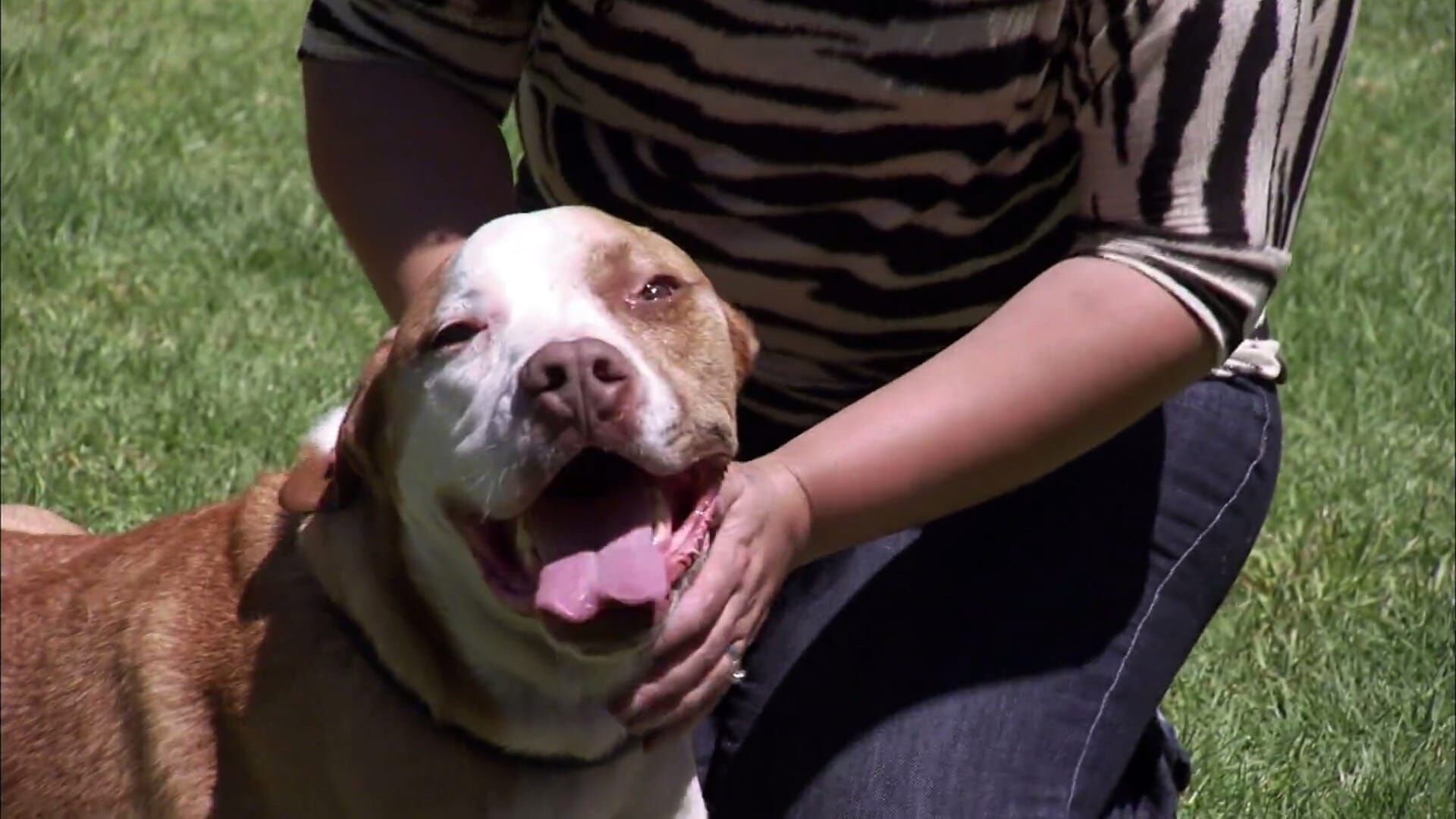 Pitbulls auf Bewährung