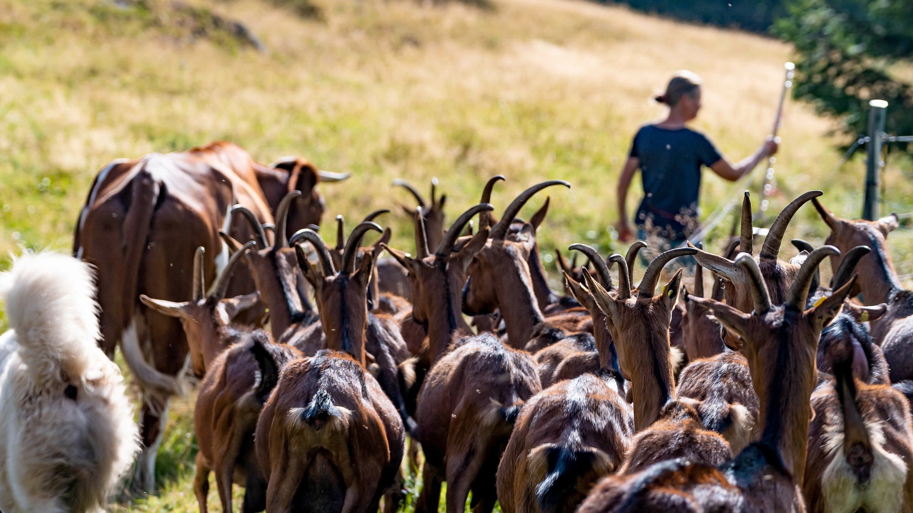 Hofgeschichten – Ackern zwischen Alpen und Ostsee