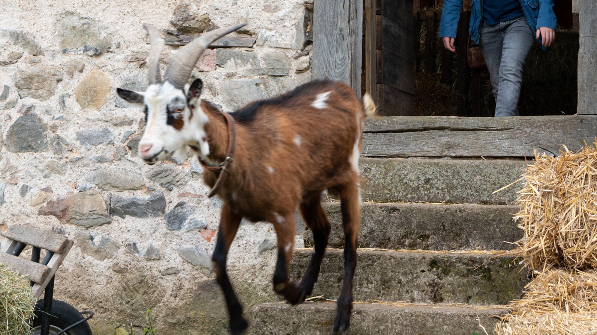 Tiere bis unters Dach