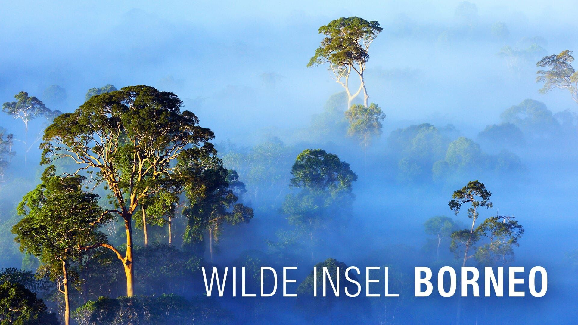 Wilde Insel Borneo