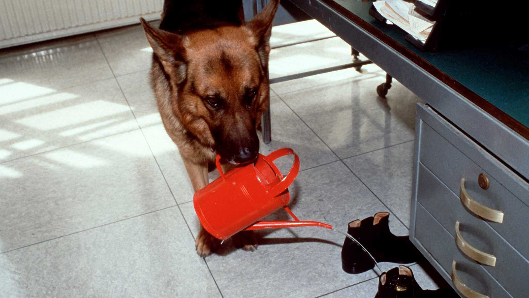 Kommissar Rex