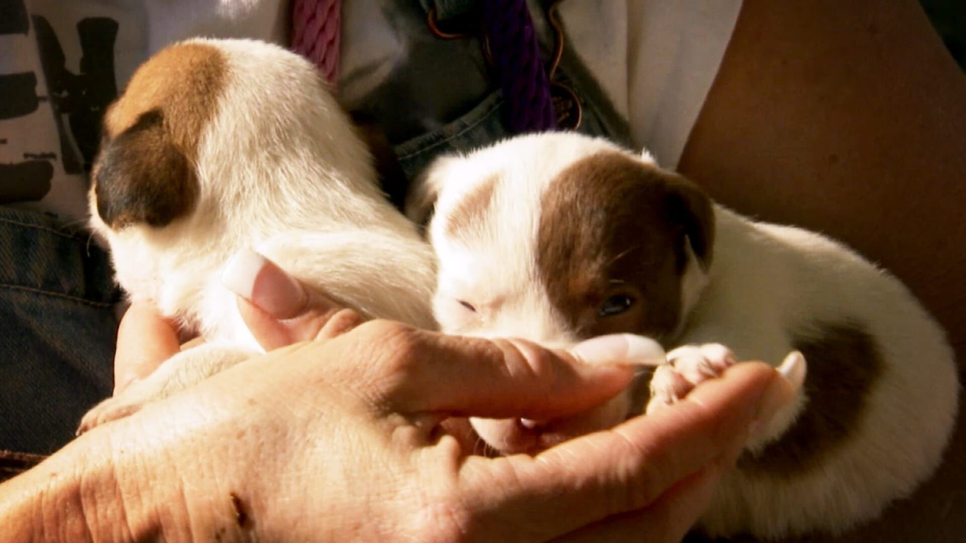 Pitbulls auf Bewährung