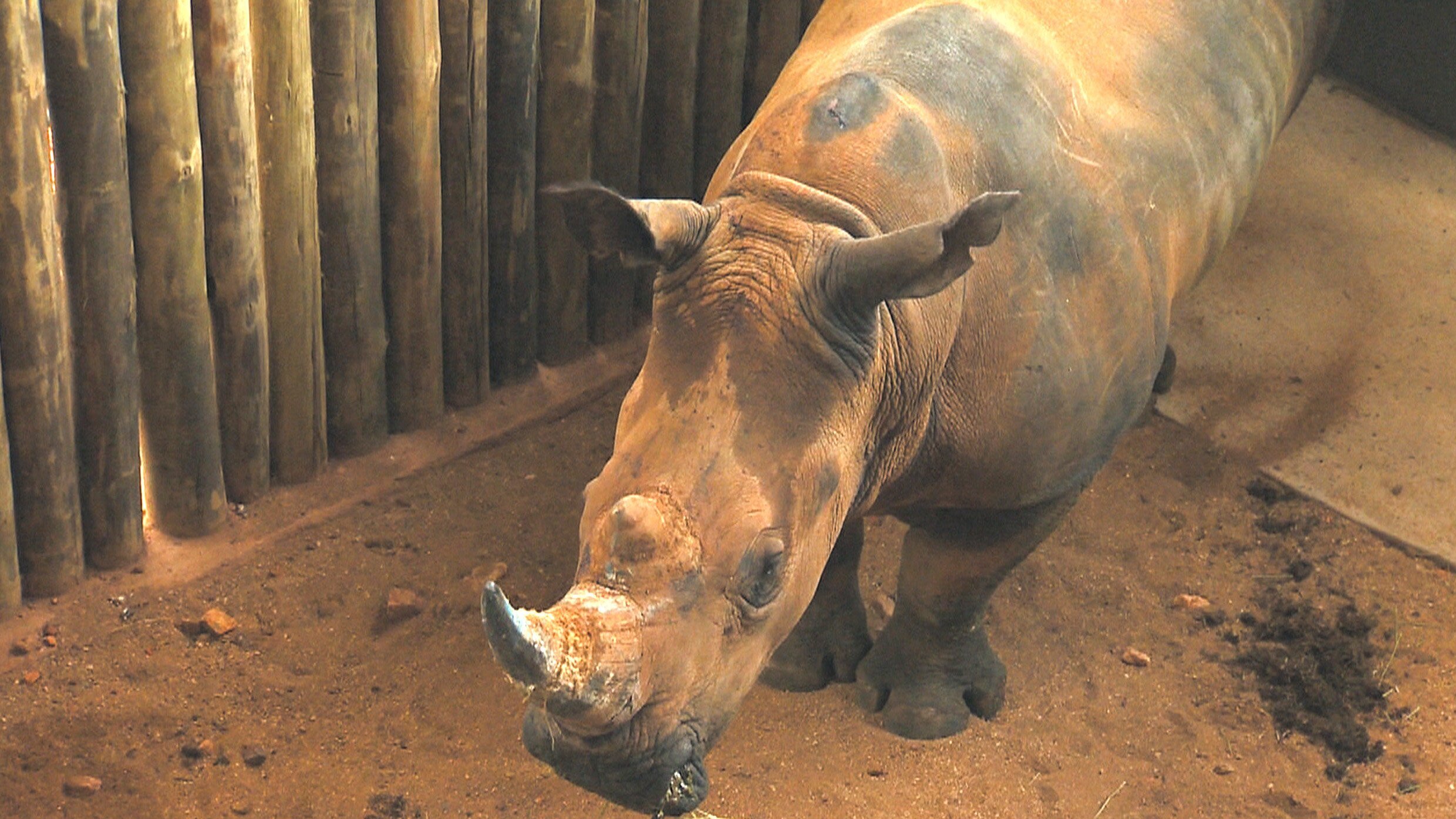 Das Waisenhaus für wilde Tiere