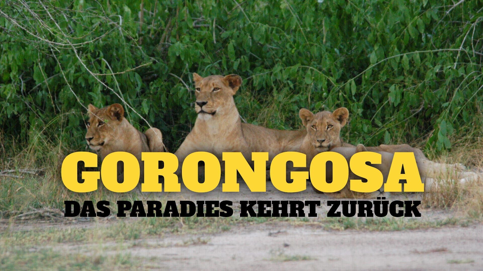 Gorongosa – Das Paradies kehrt zurück