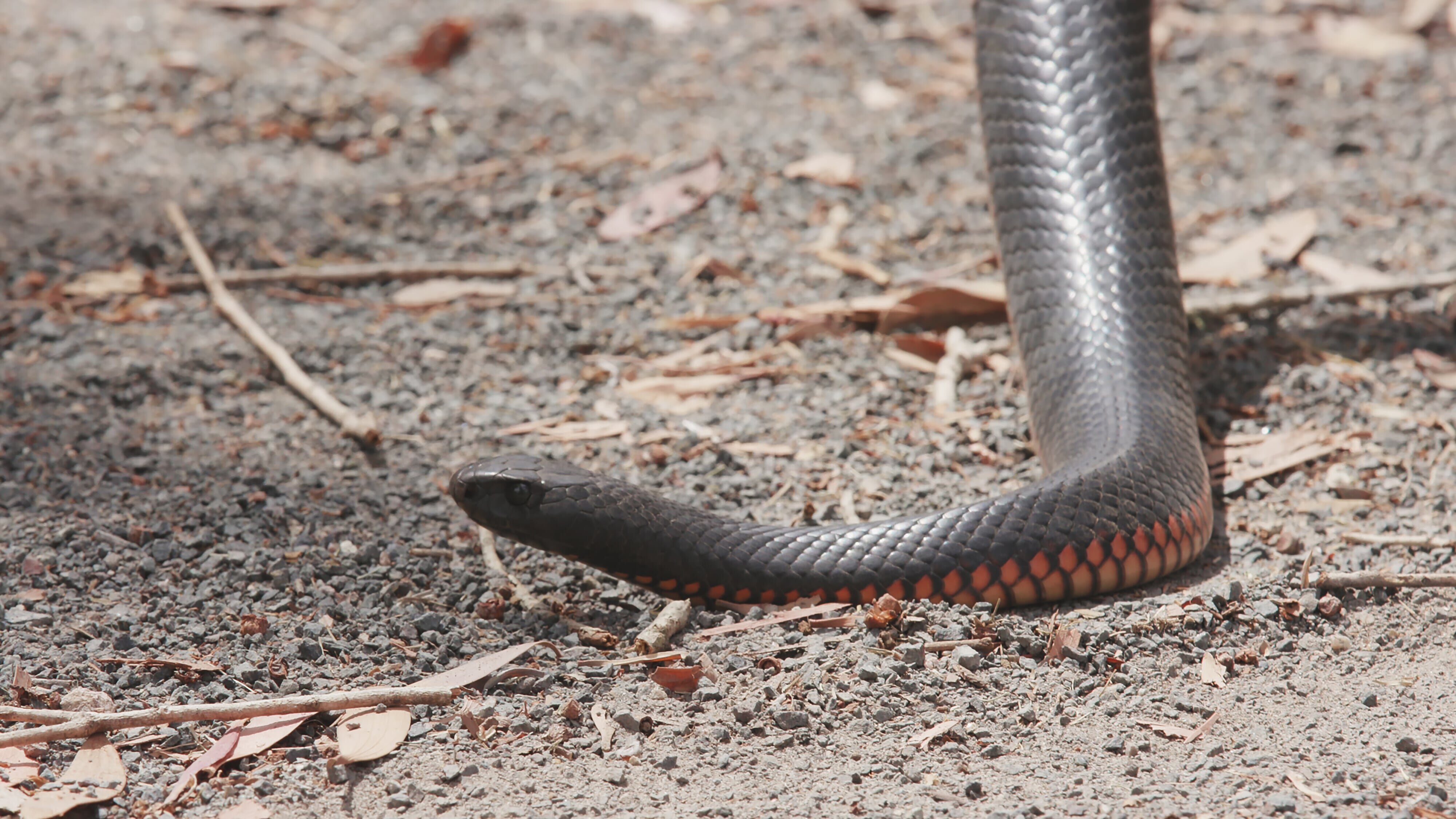 Snake Security – Schlangenalarm in Australien