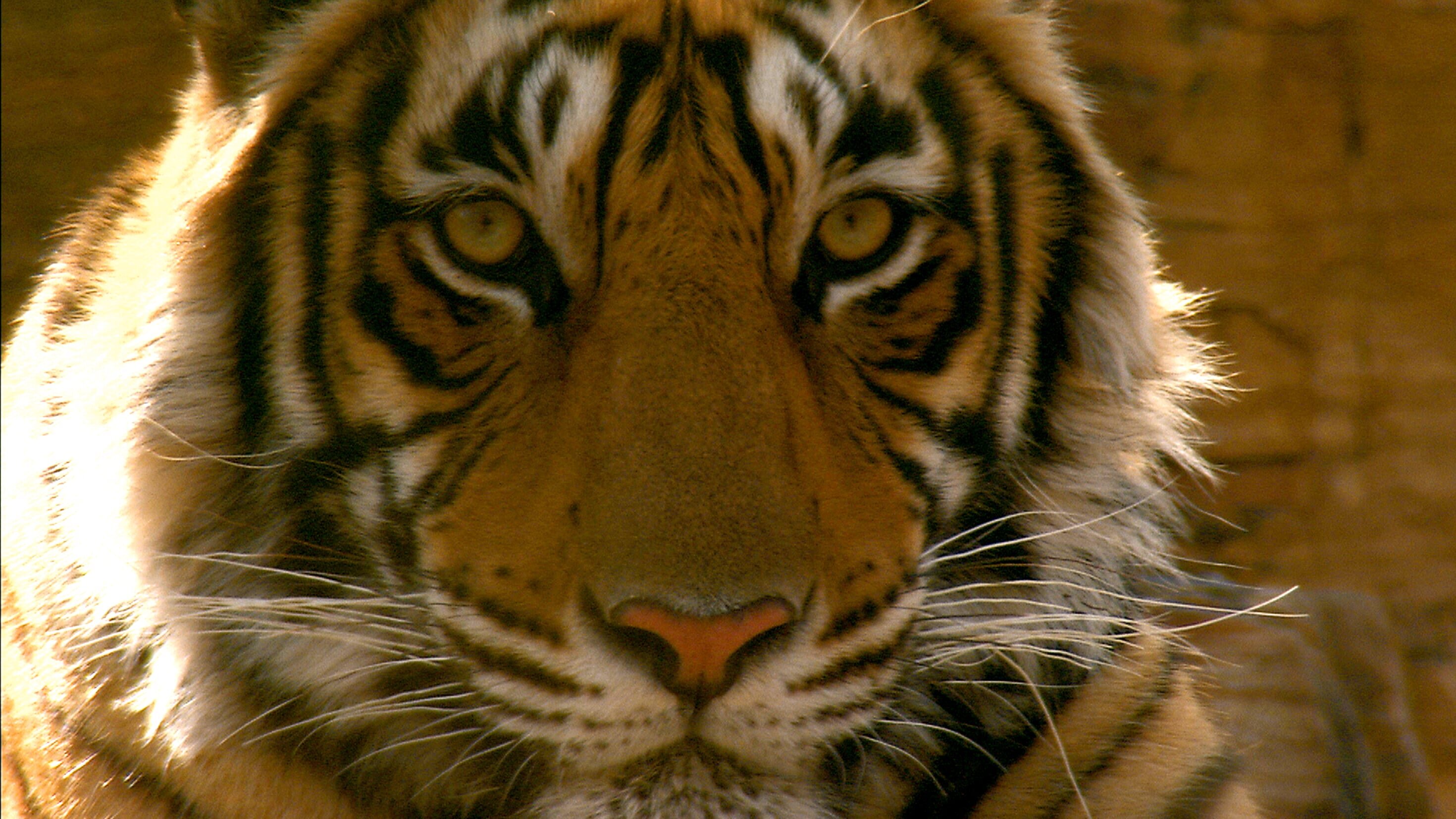 Eco Crimes – Der Kampf um die letzten indischen Tiger