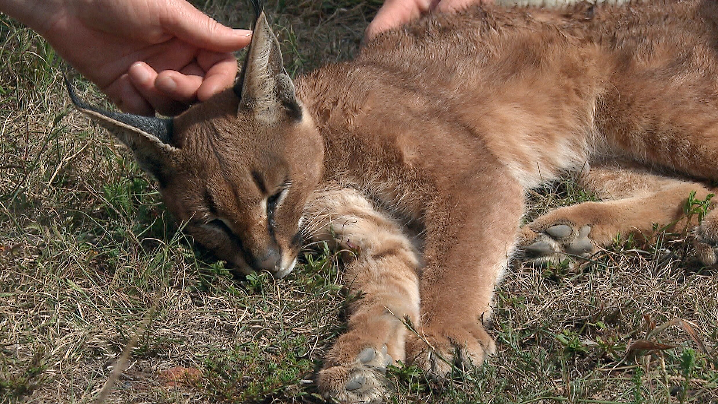 Am Kap der wilden Tiere