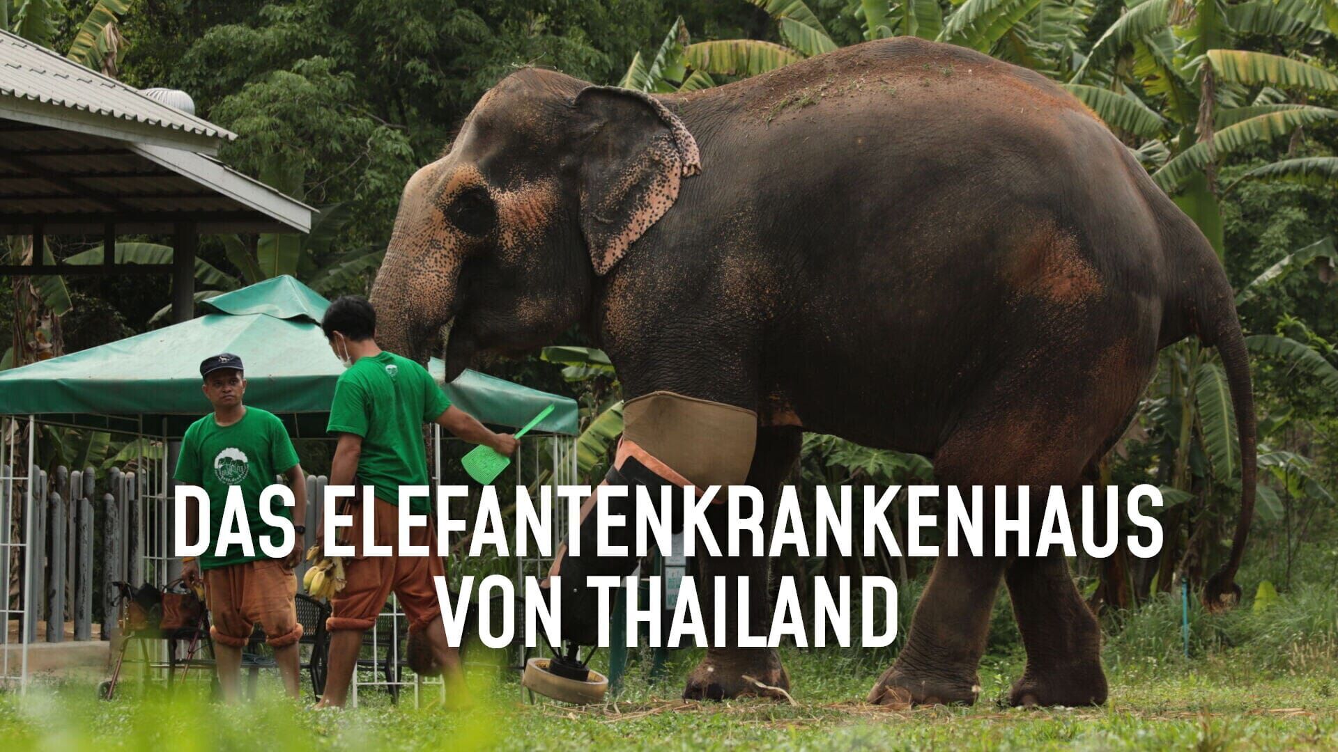 Das Elefantenkrankenhaus von Thailand