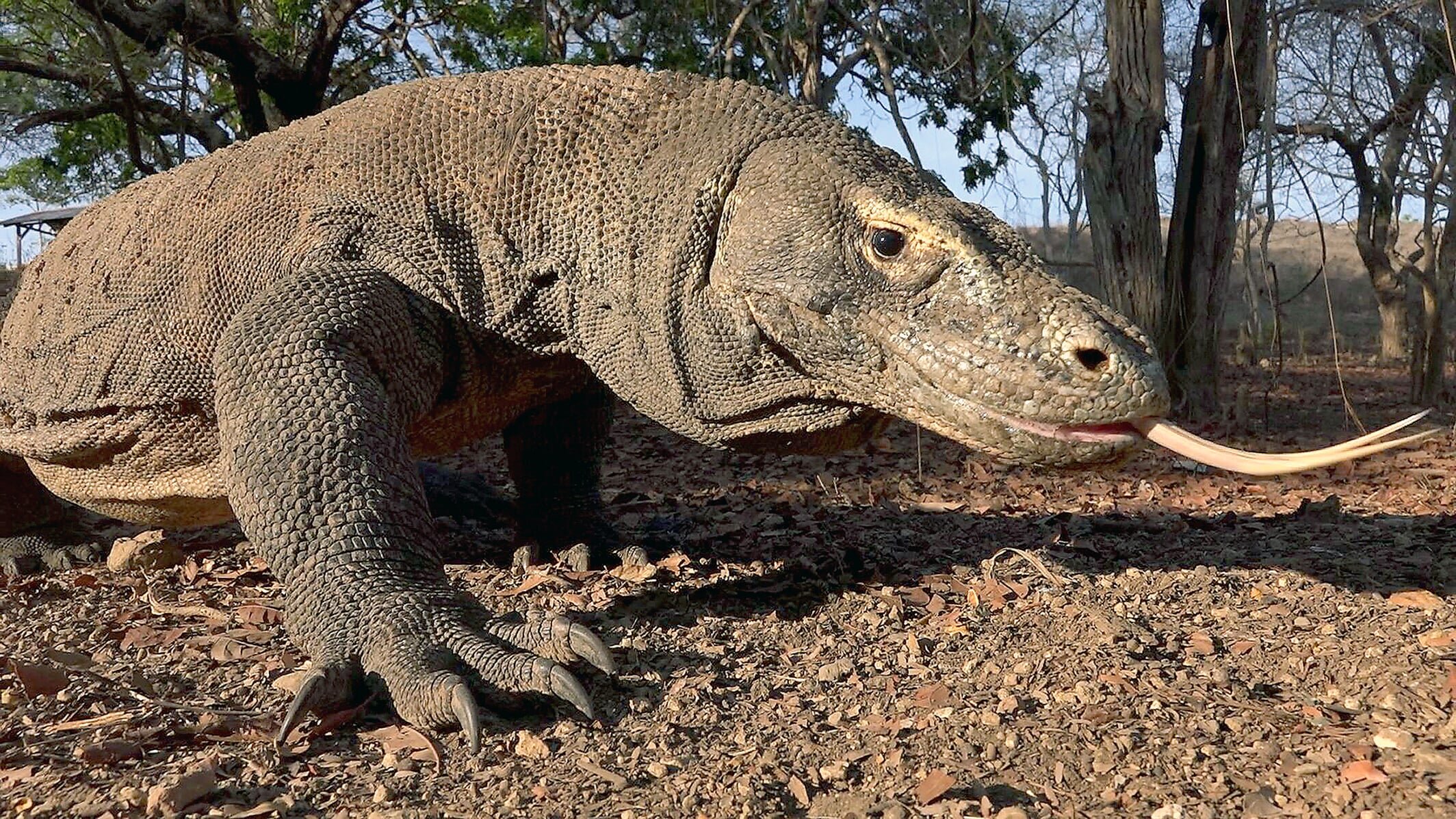 David und die Komodowarane