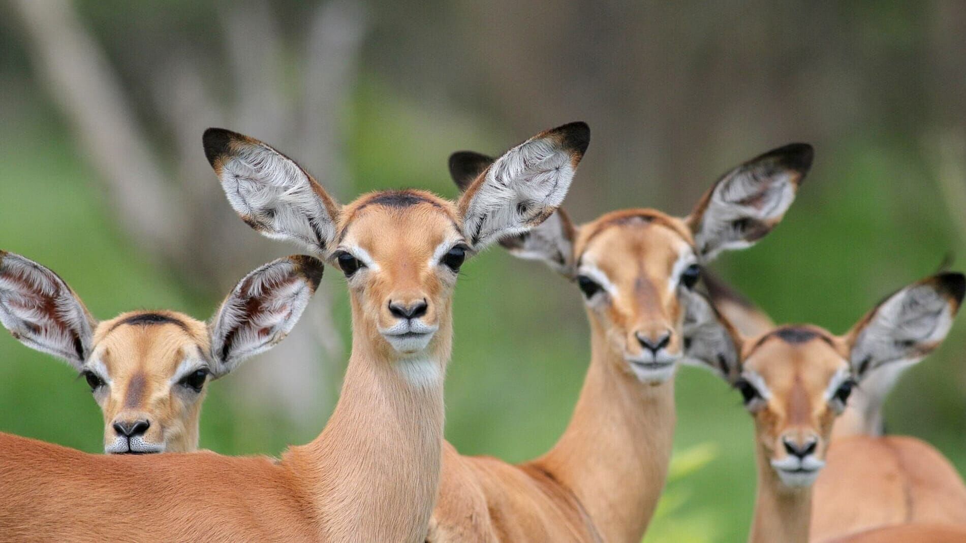 Wasserlöcher – Oasen für Afrikas Fauna