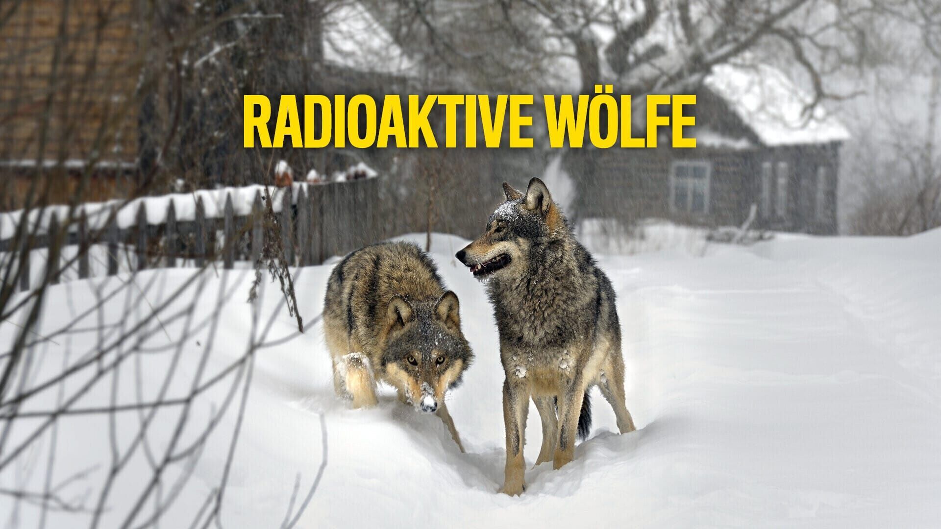 Radioaktive Wölfe