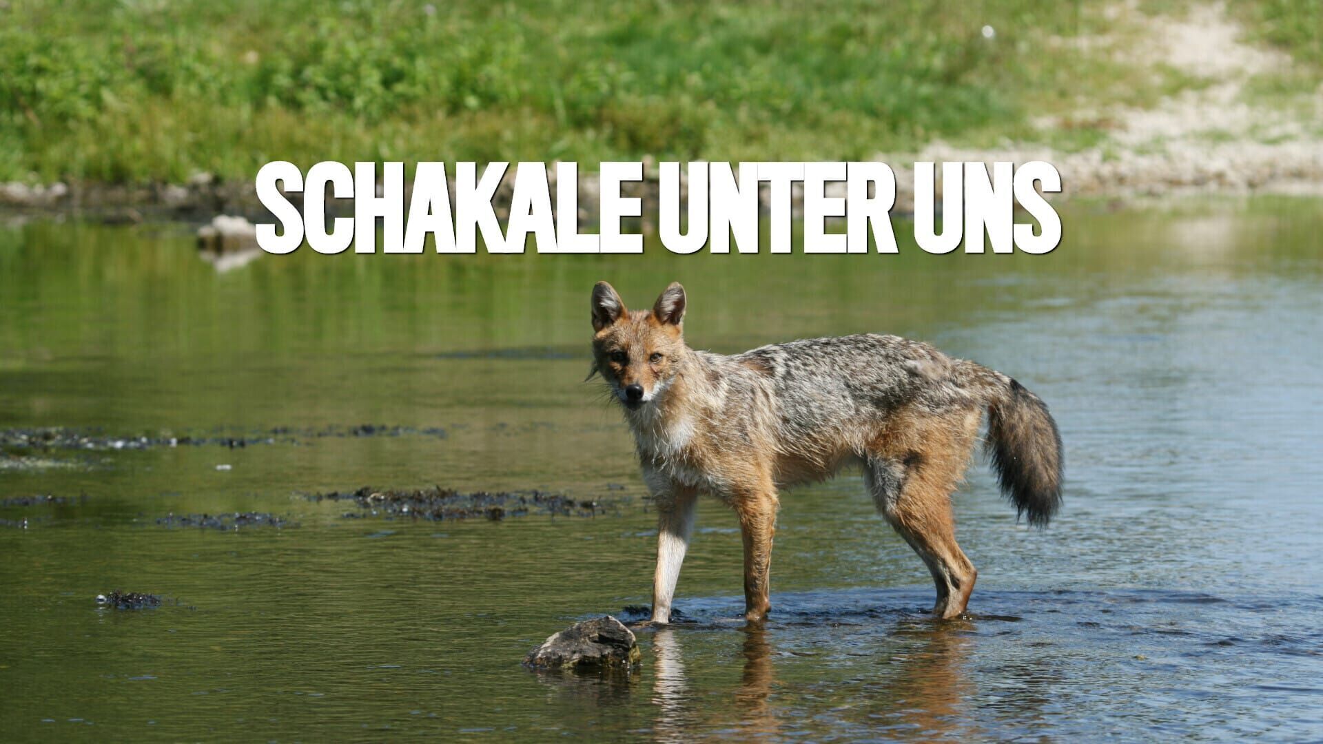 Schakale unter uns