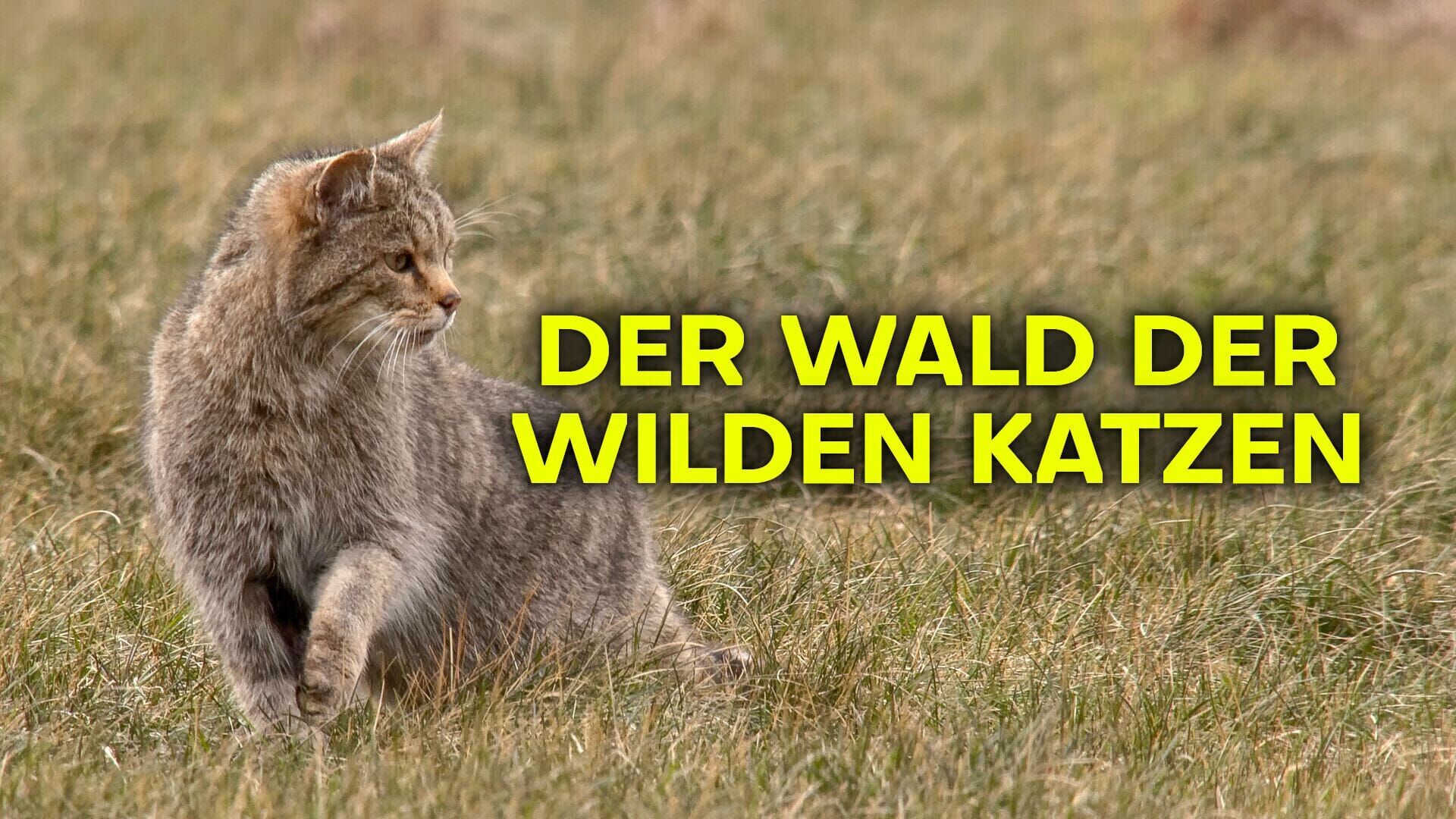Der Wald der wilden Katzen