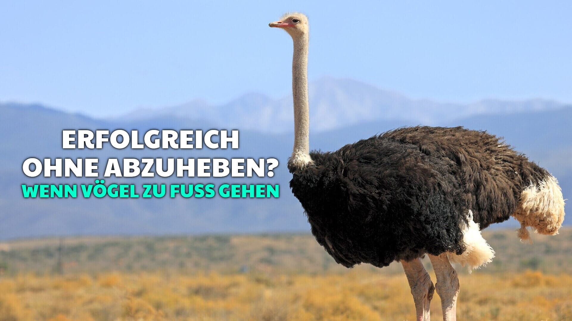 Erfolgreich ohne abzuheben? – Wenn Vögel zu Fuß gehen