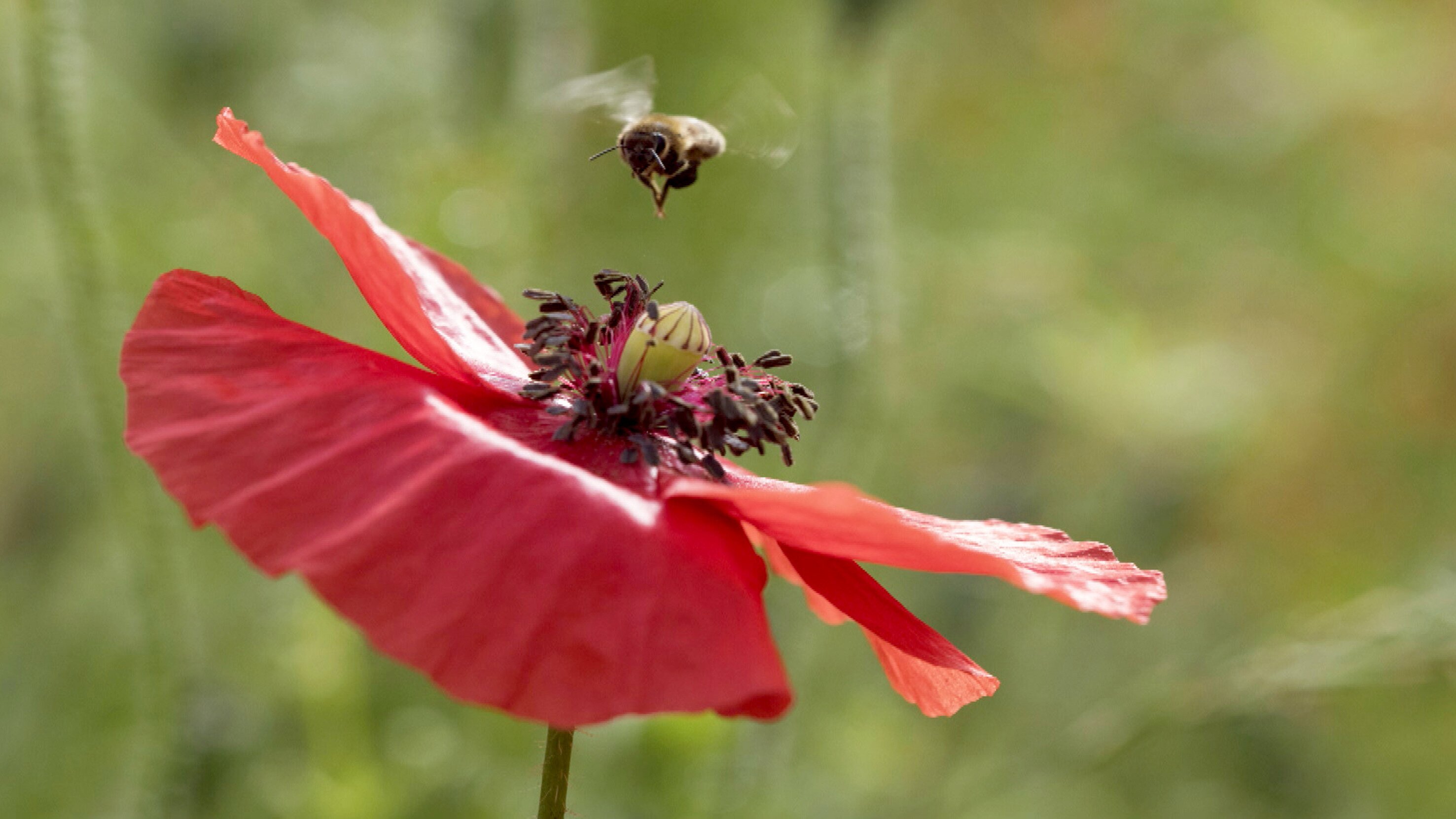 Die Bienenflüsterer