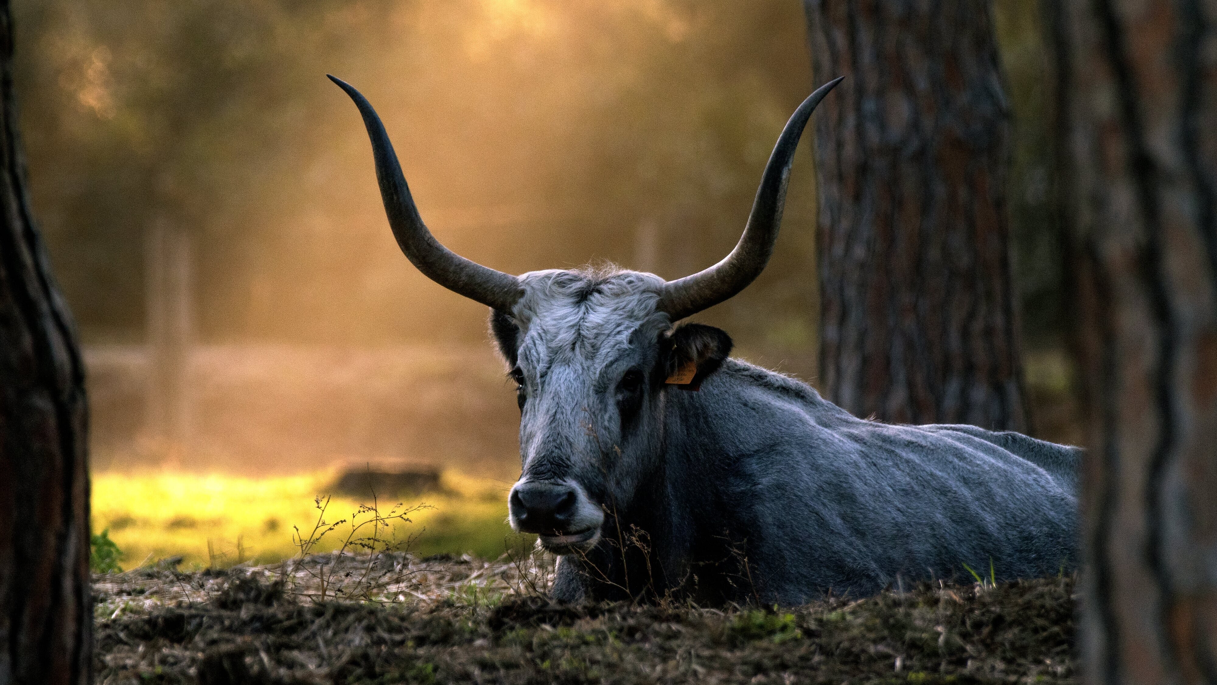 Maremma – Italiens wilde Schönheit