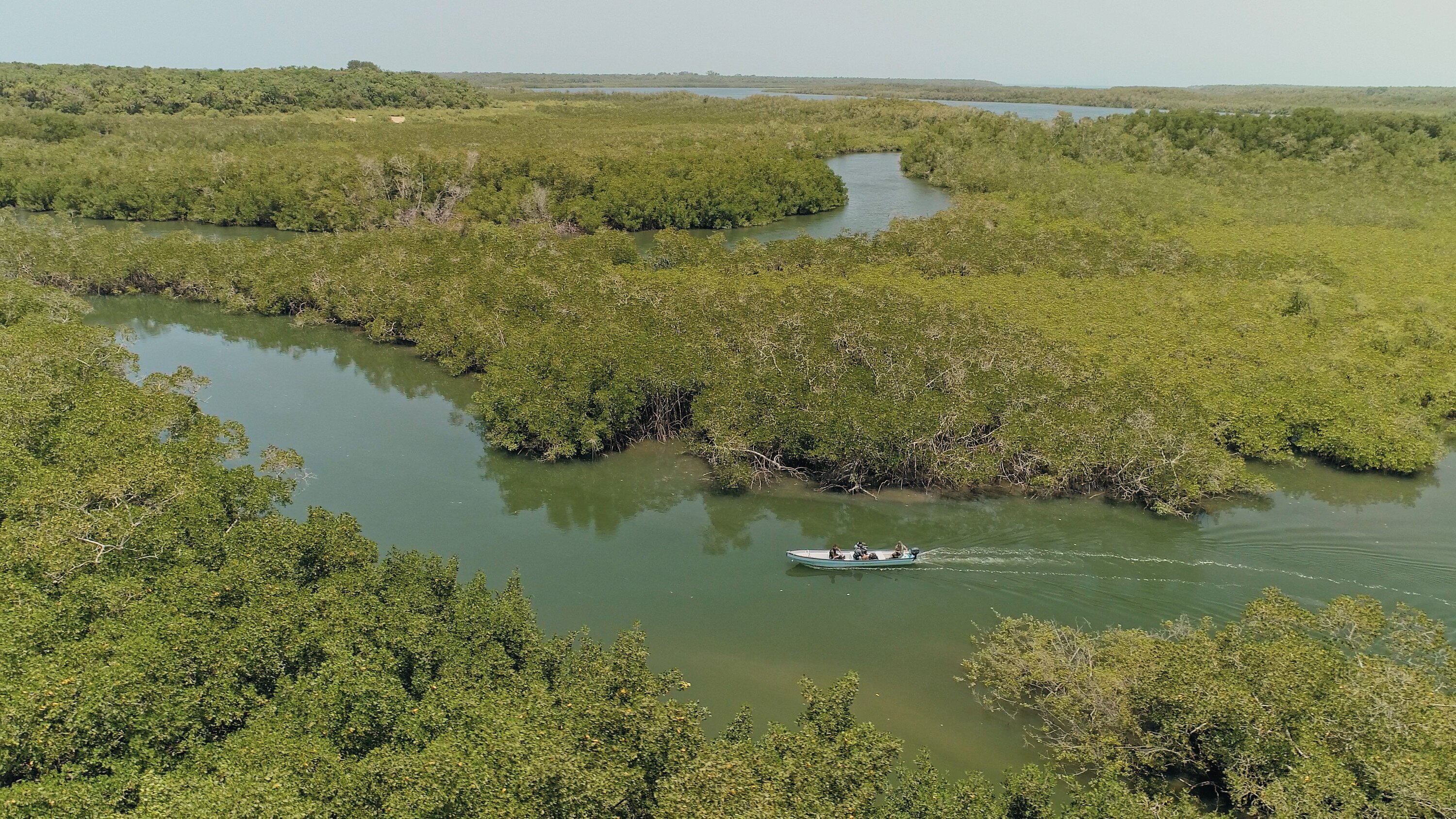 Giganten unter Wasser – Riesenfischen auf der Spur