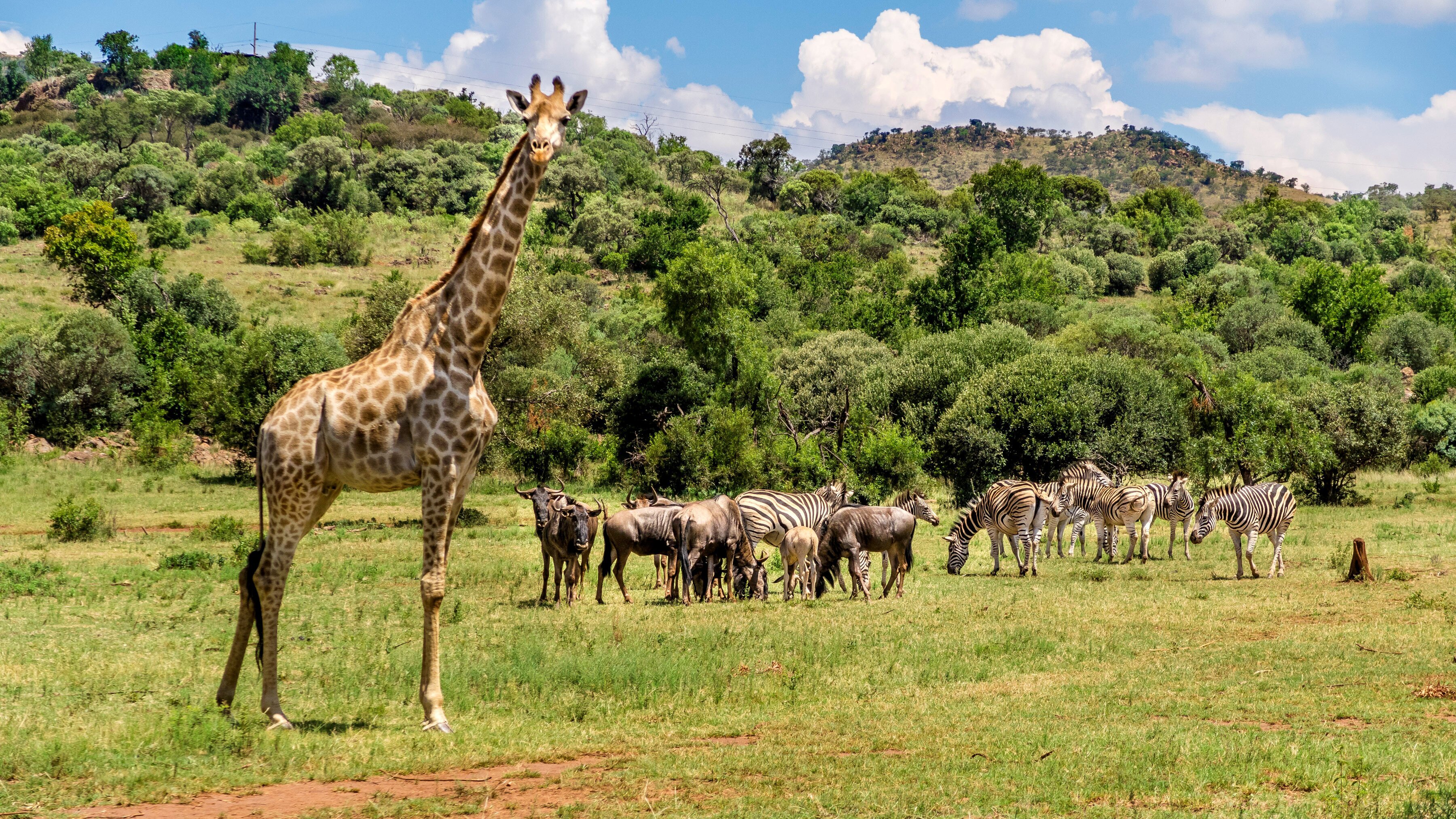 Love on Safari