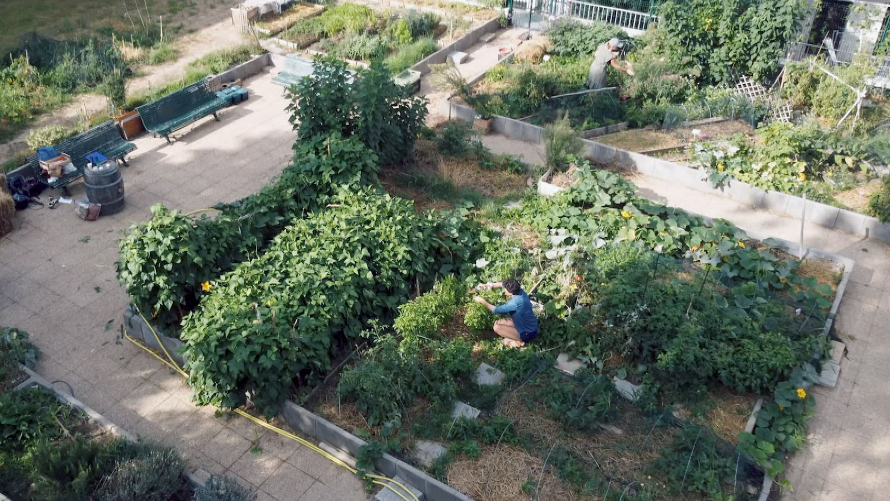 Der Schrebergarten