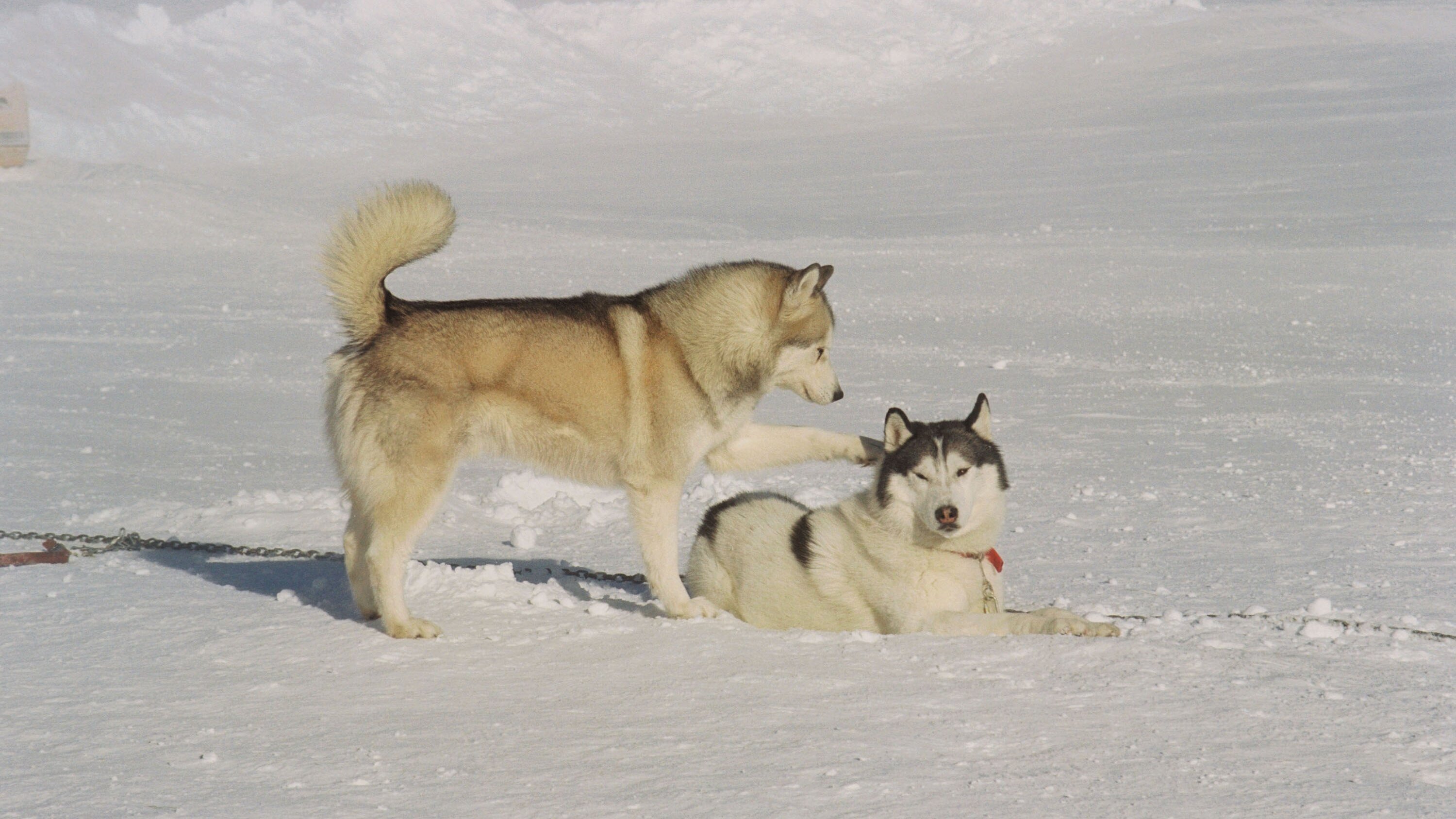 Antarctica – Gefangen im Eis