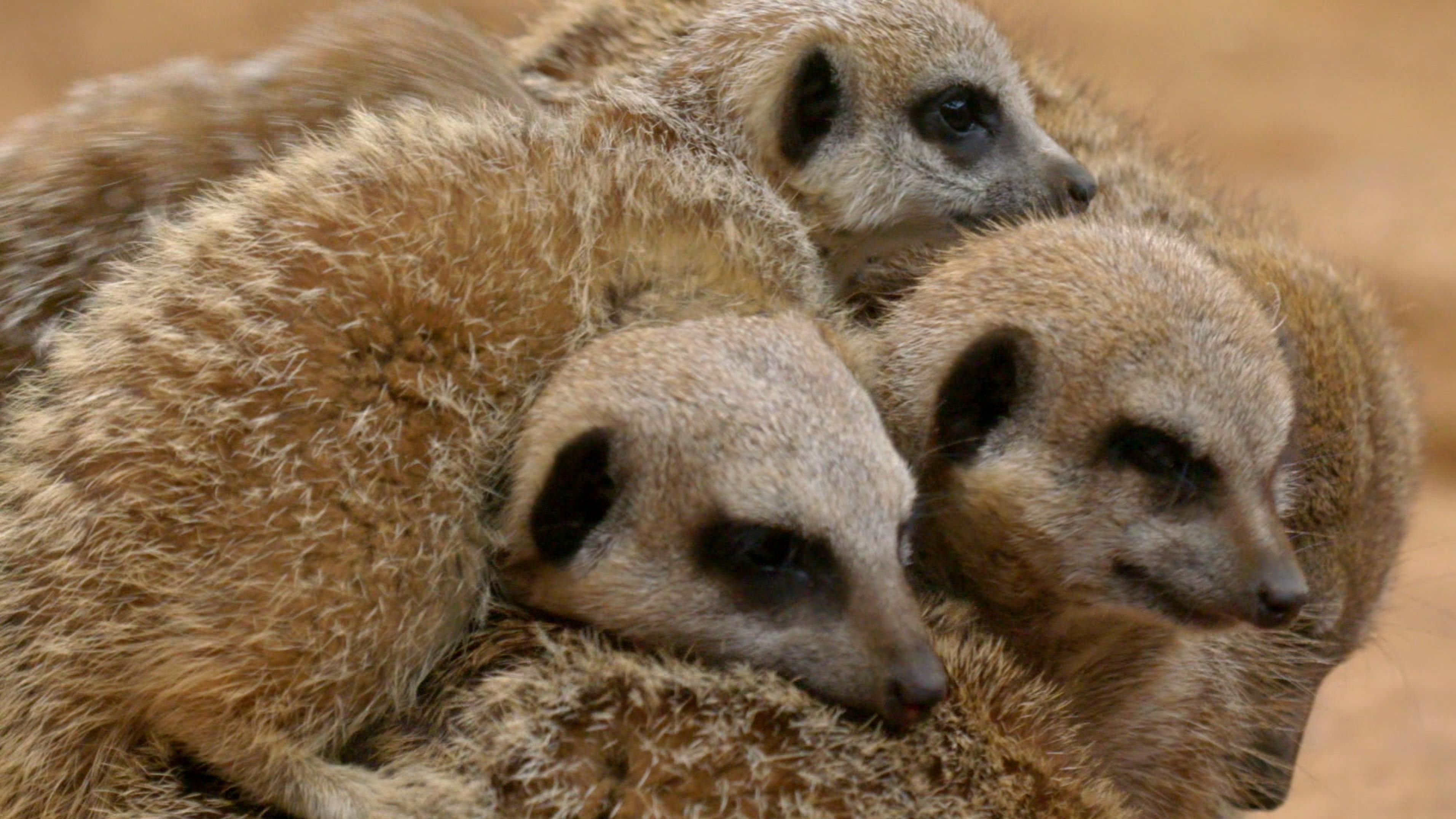 Zoo und so – Tierisch wild!