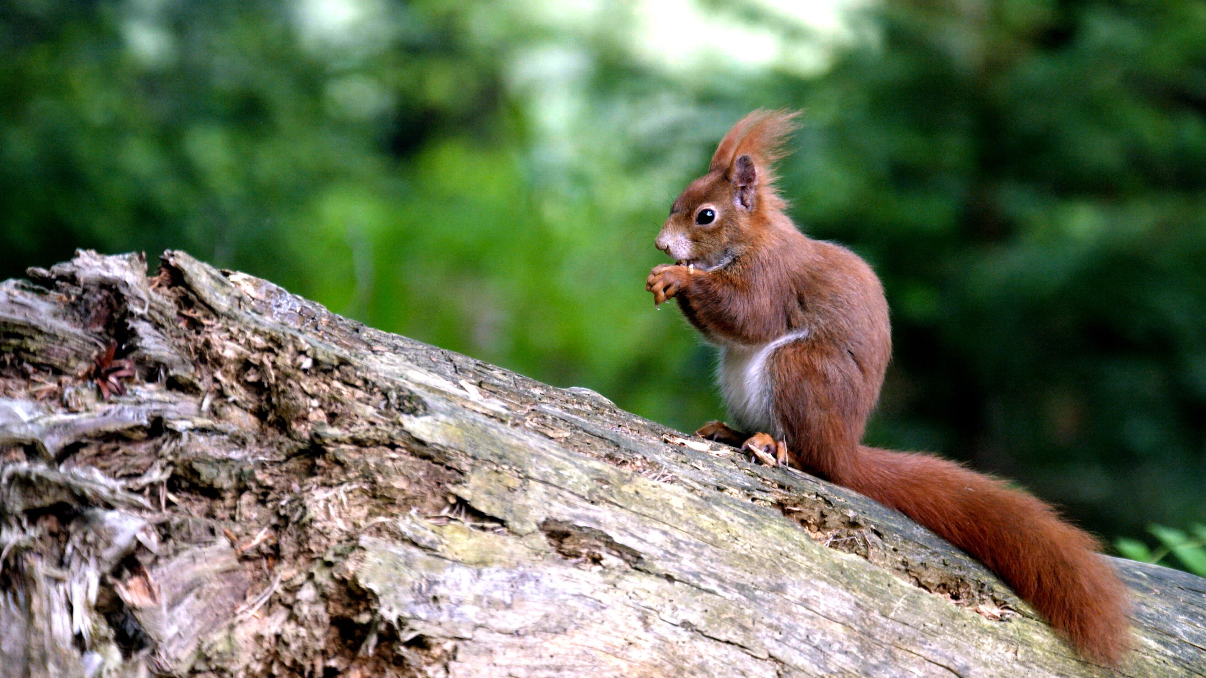 Unsere Eichhörnchen