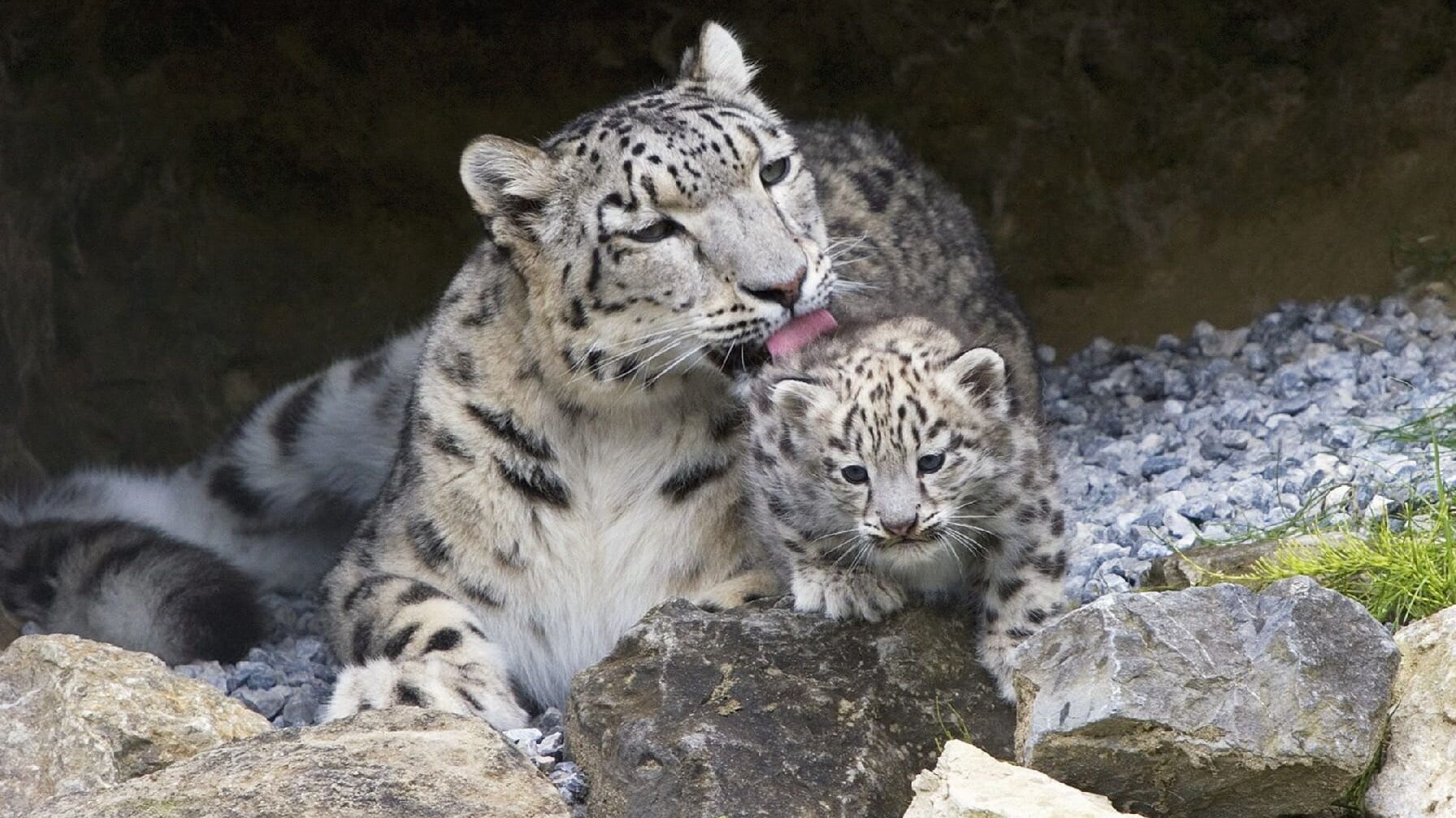 Der globale Zoo