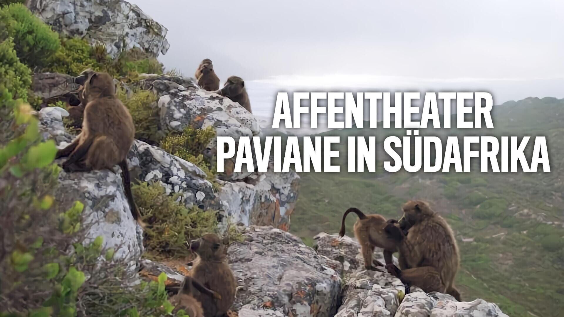 Affentheater – Paviane in Südafrika