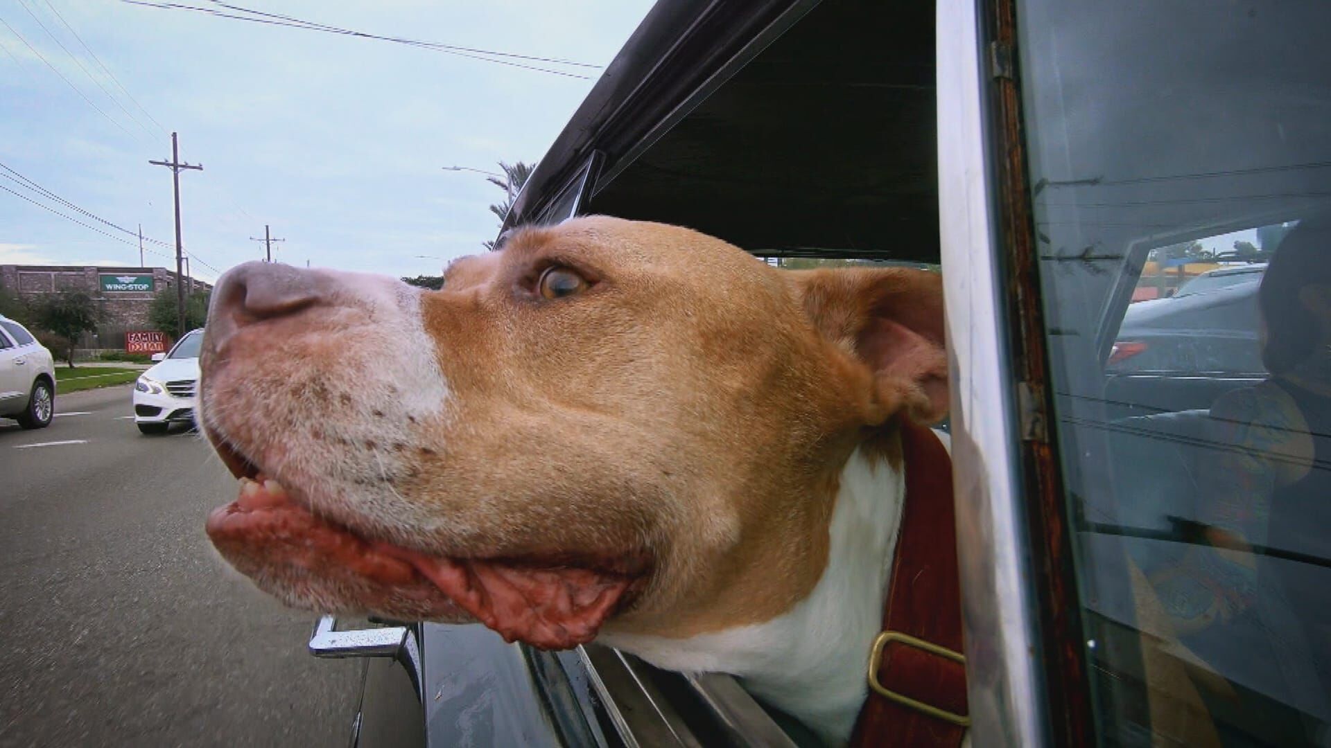 Pitbulls auf Bewährung