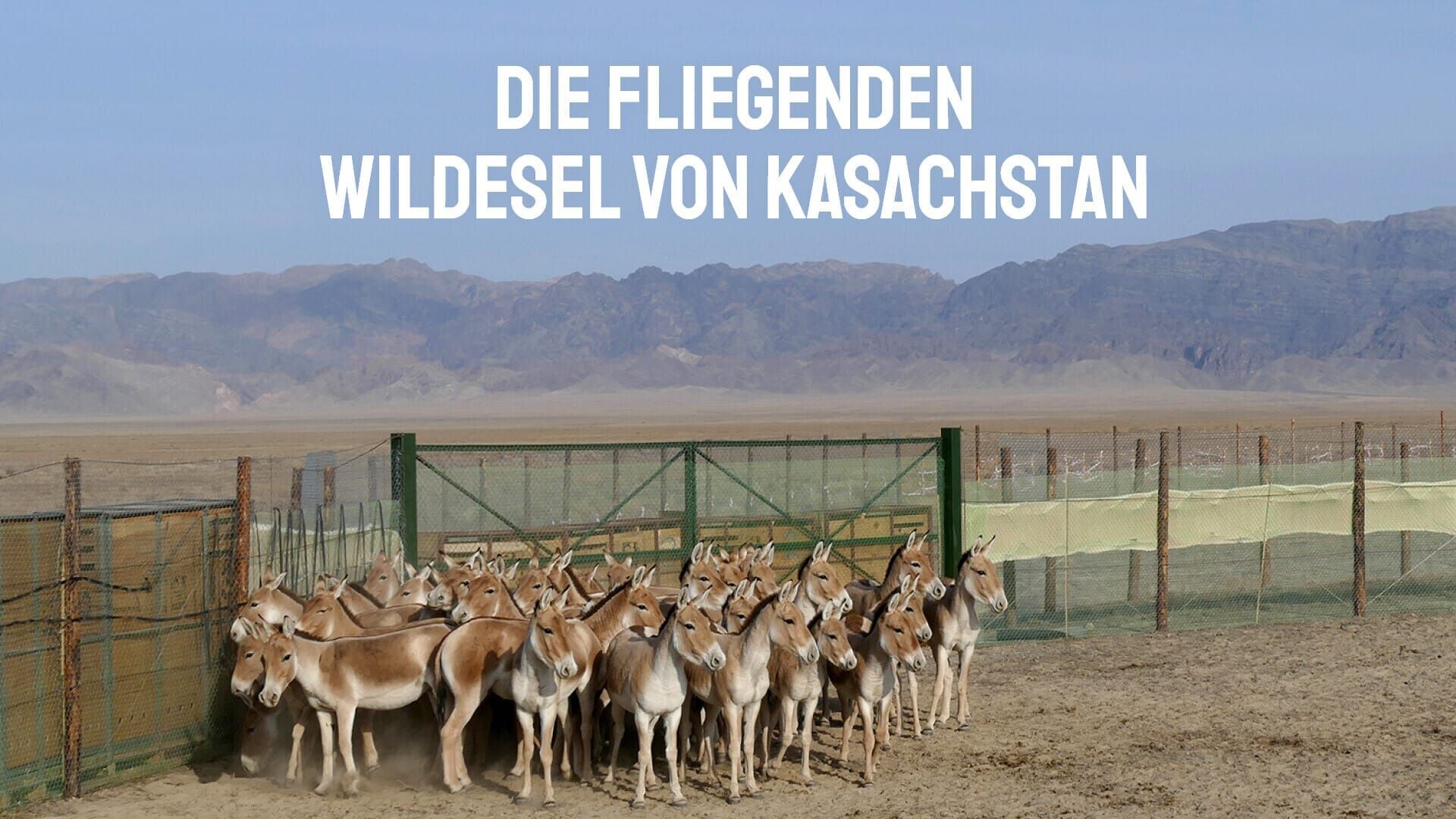 Die fliegenden Wildesel von Kasachstan