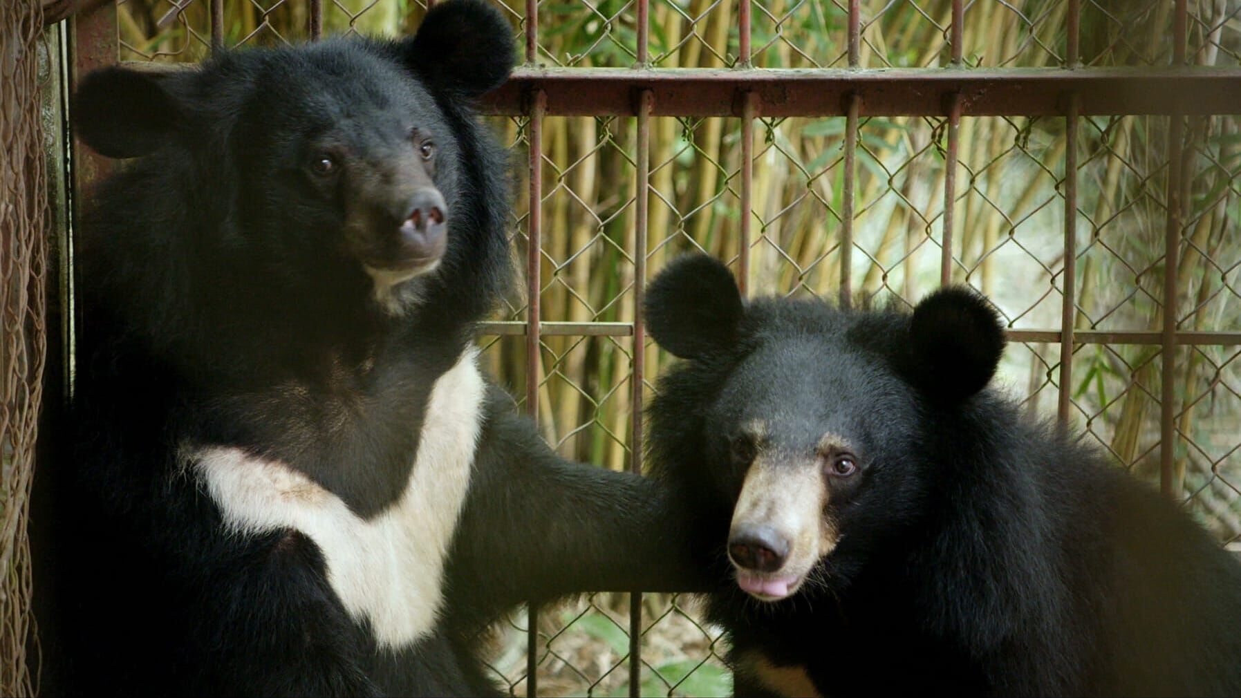 Geheimnisse Asiens – Die schönsten Nationalparks