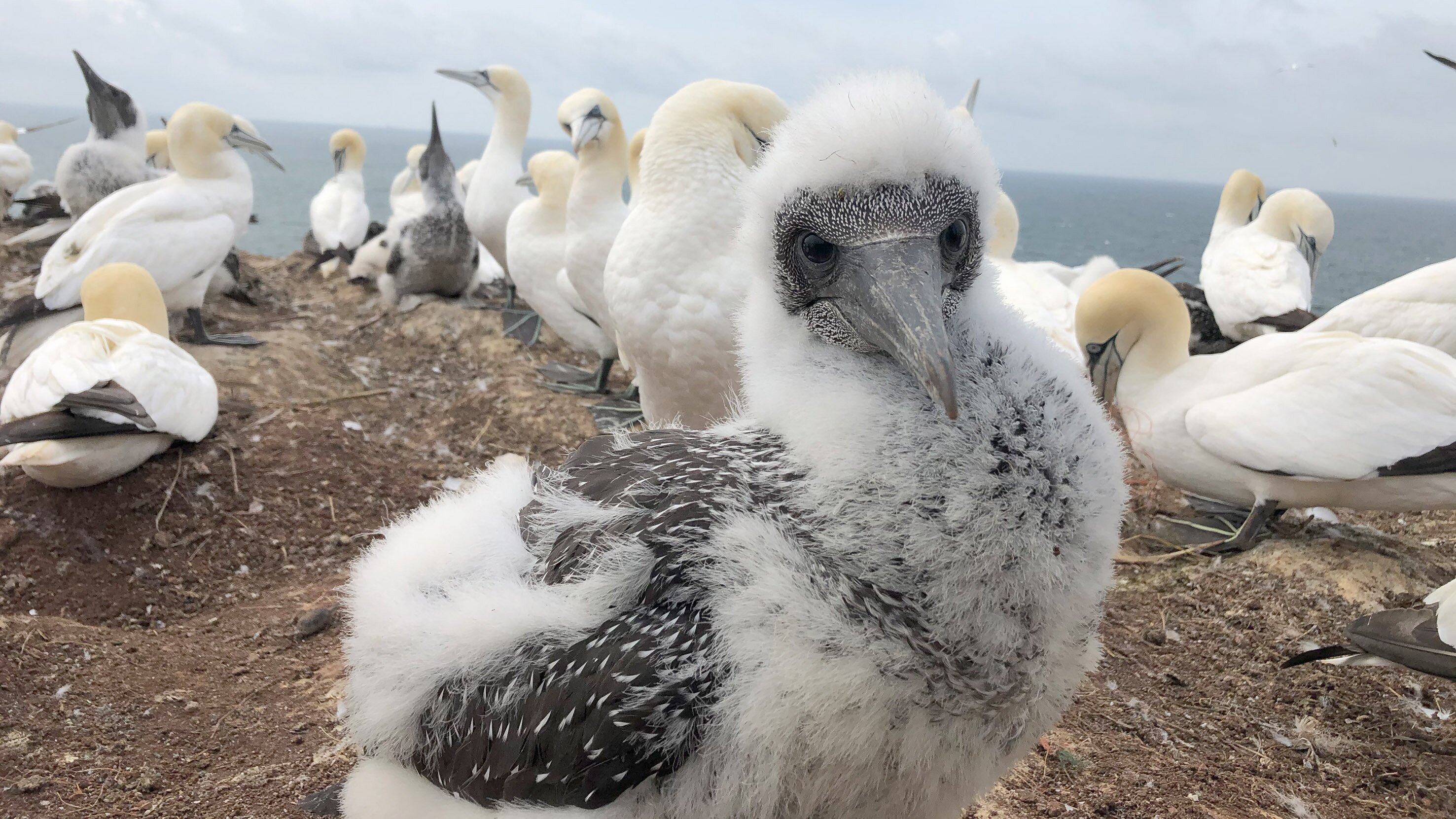 Helgoland – Wilde Welt am roten Felsen