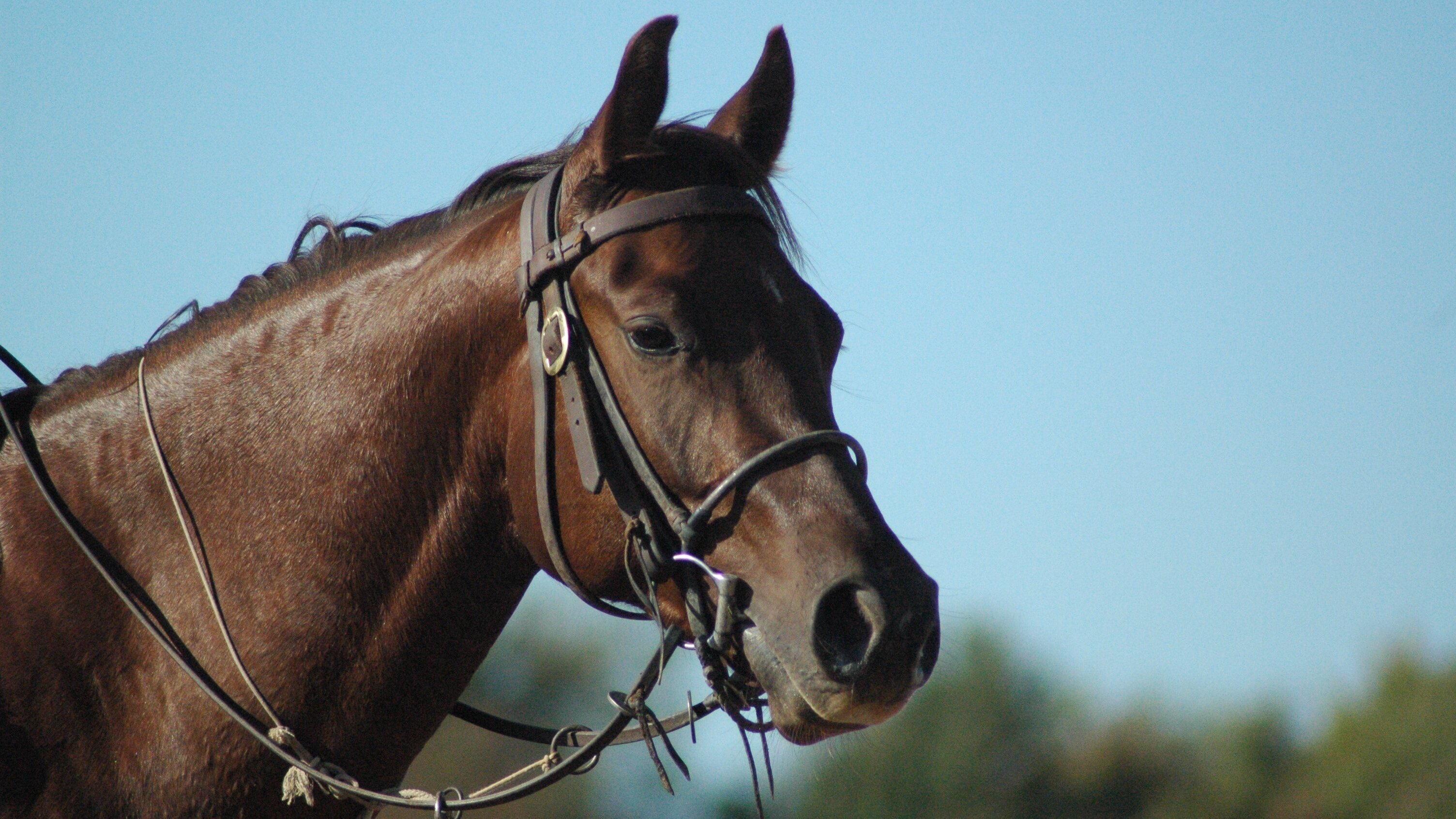 Springreiten: Global Champions Tour