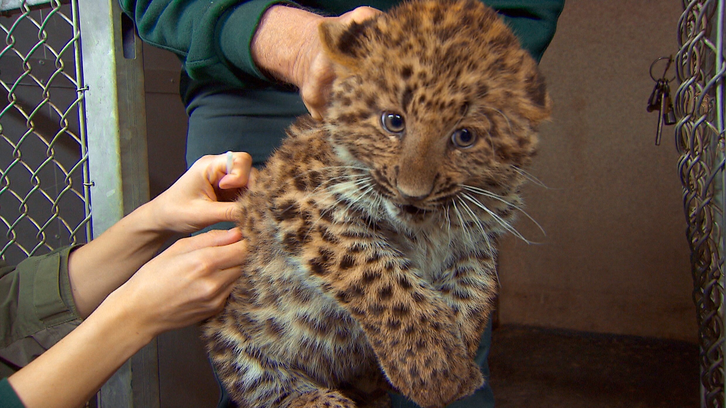 Leopard, Seebär & Co.