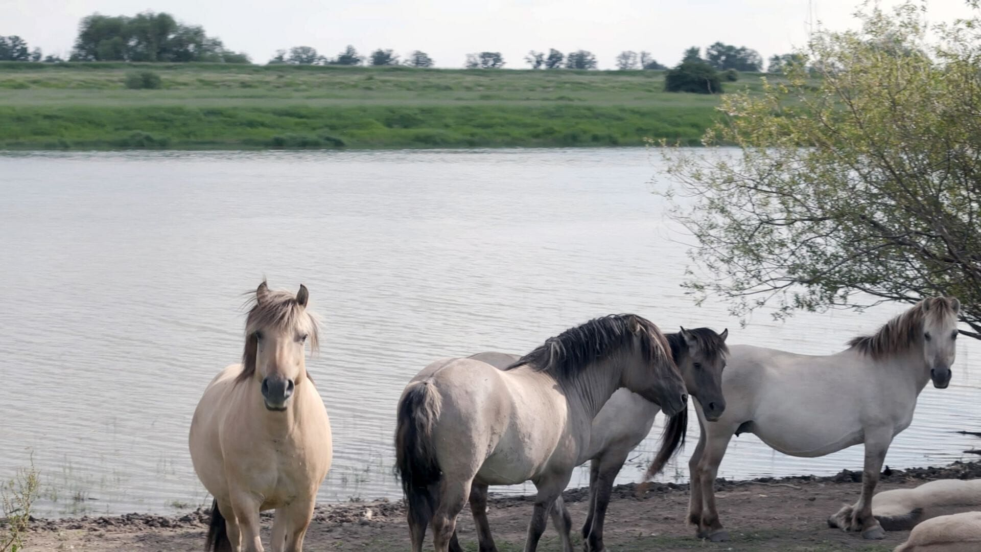 Leben an der Elbe