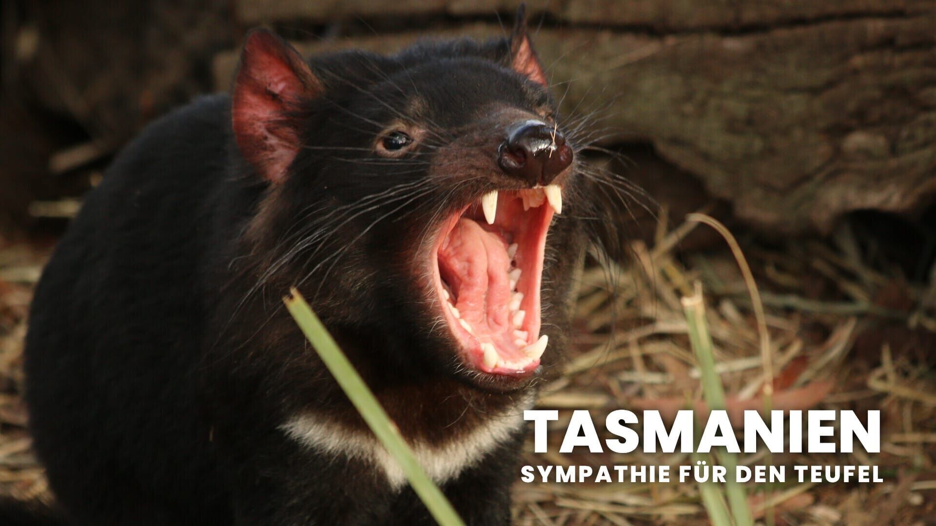 Tasmanien: Sympathie für den Teufel