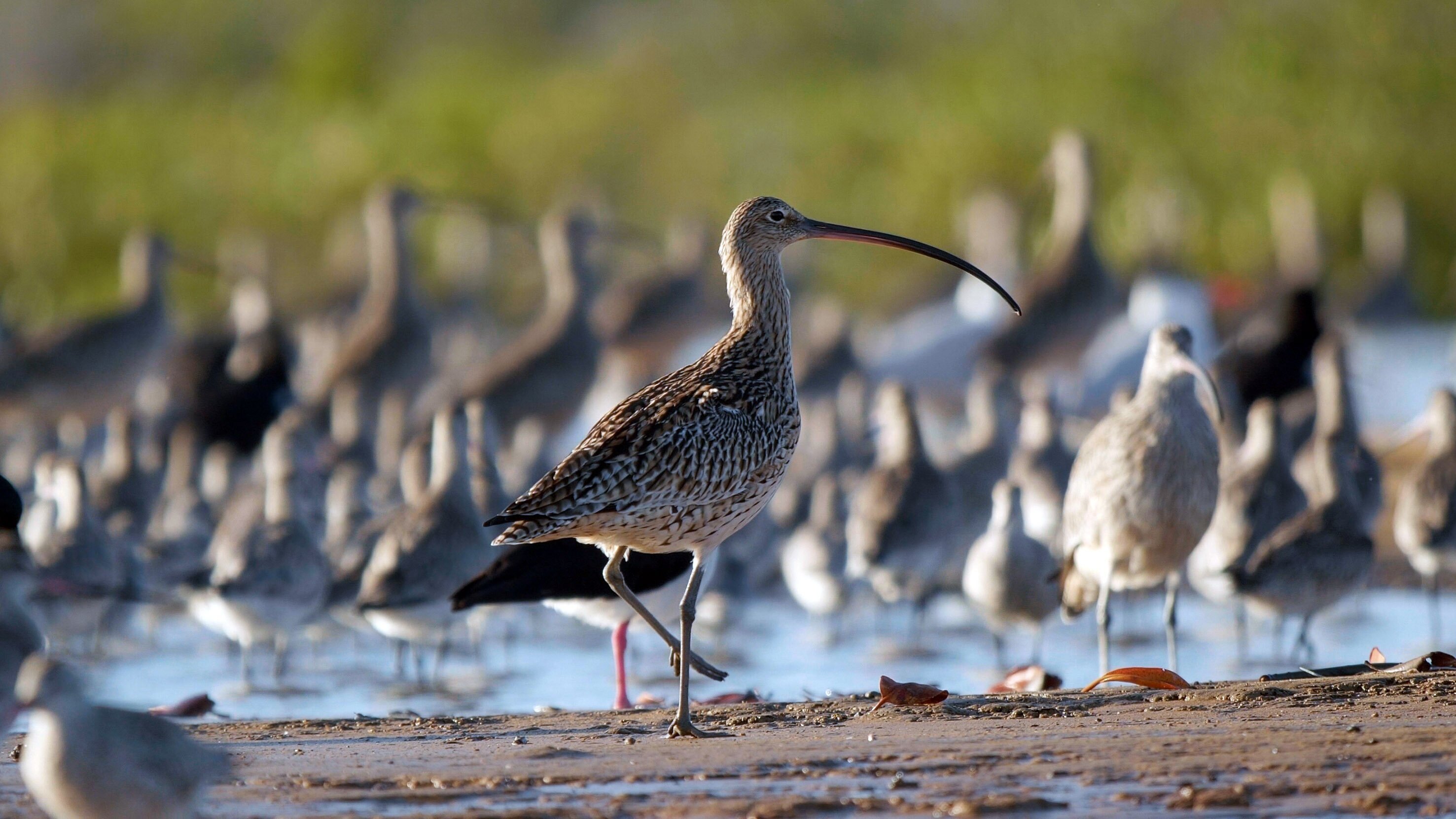 Die wundersame Reise der Watvögel