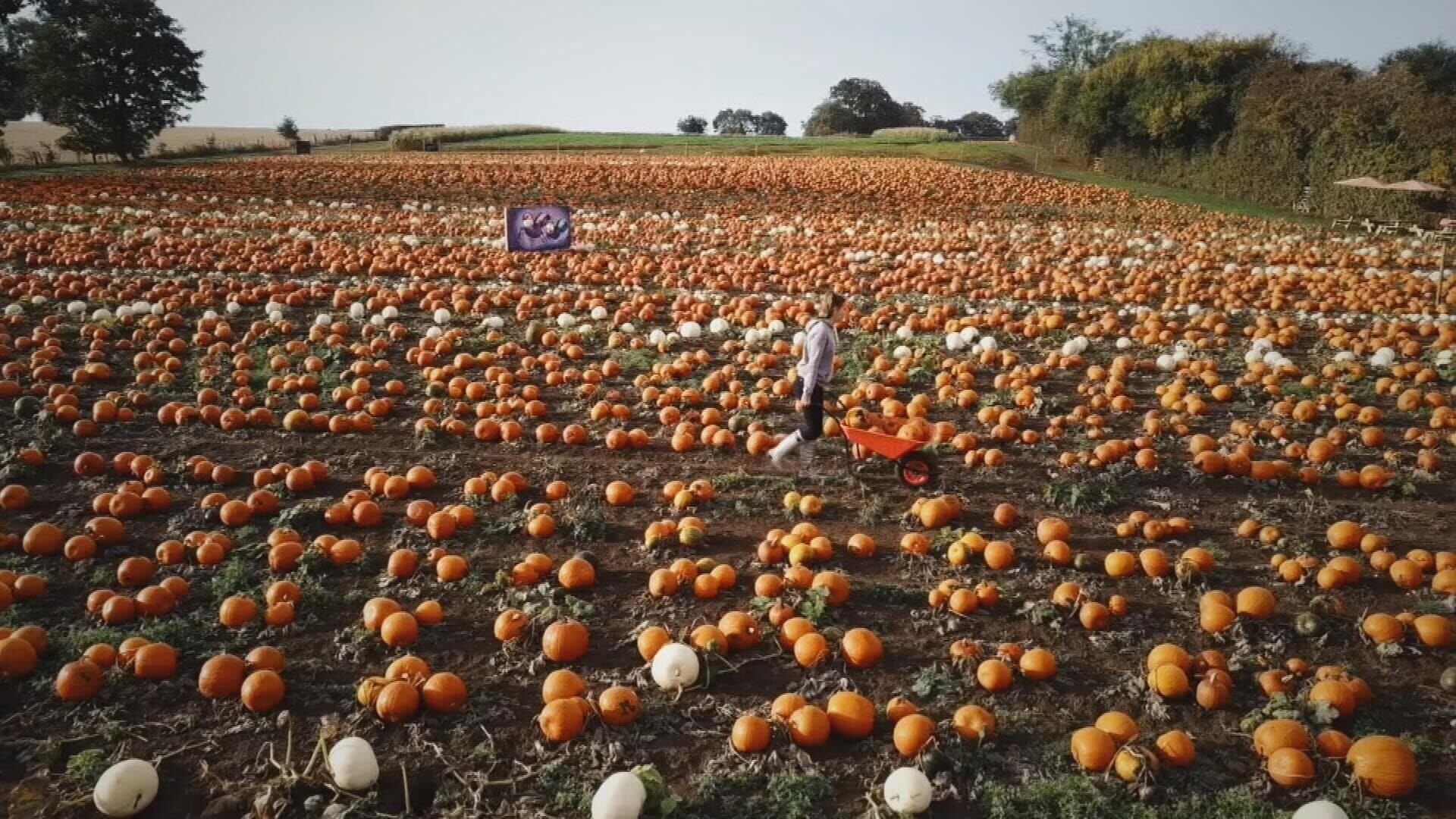 La citrouille, moins courge qu'elle n'en a l'air