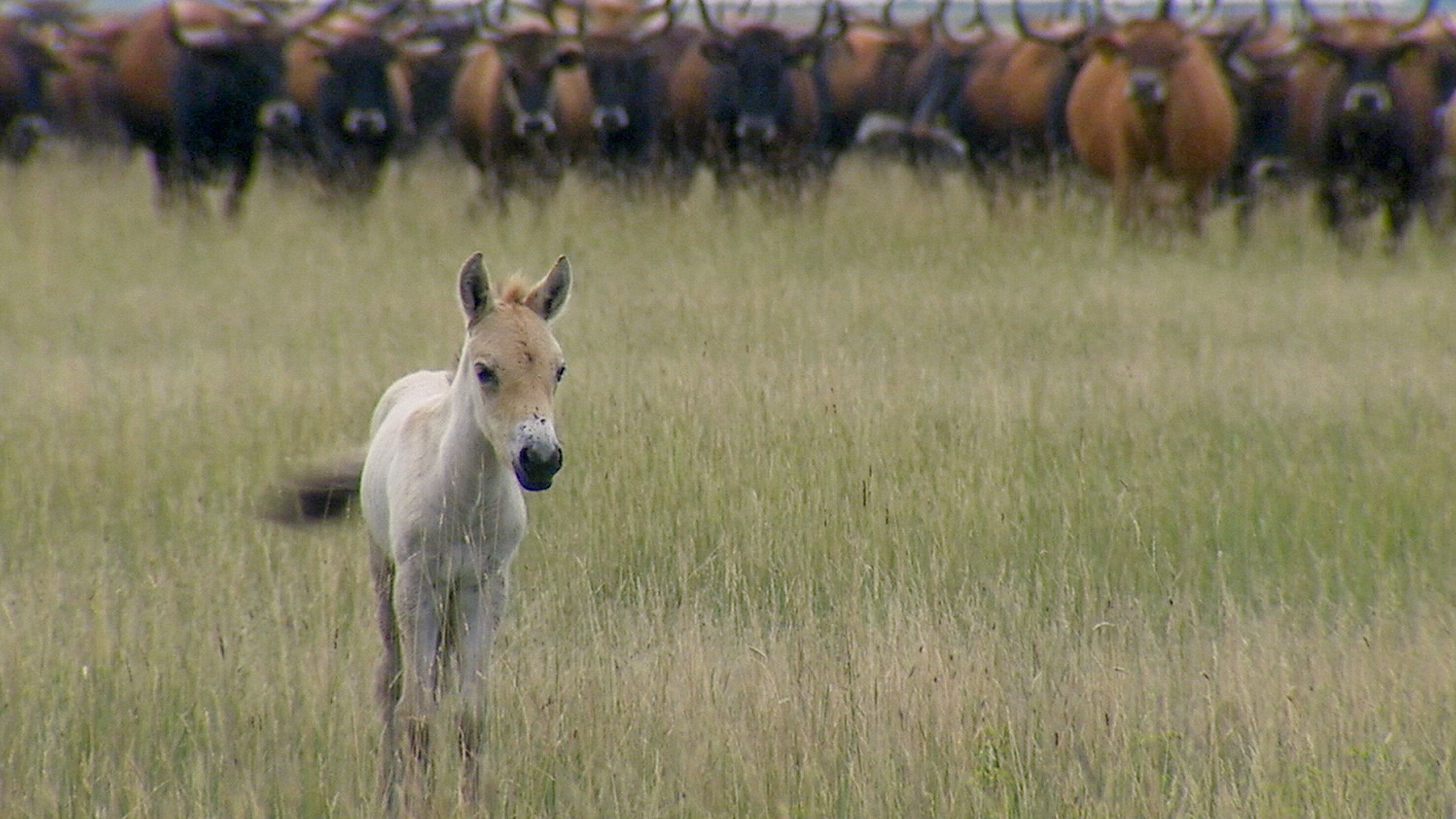 Theos Tierwelt