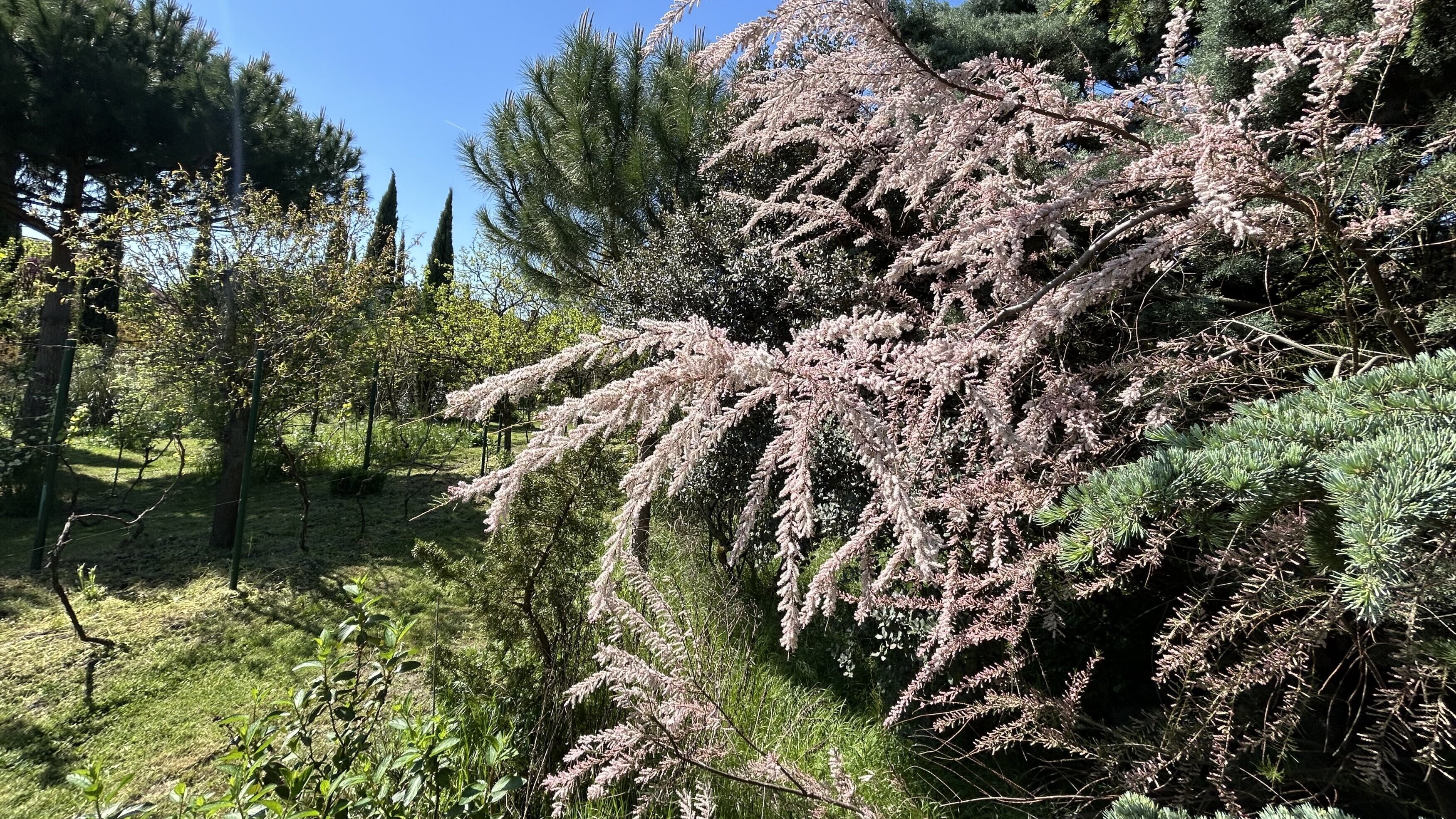 Natur im Garten