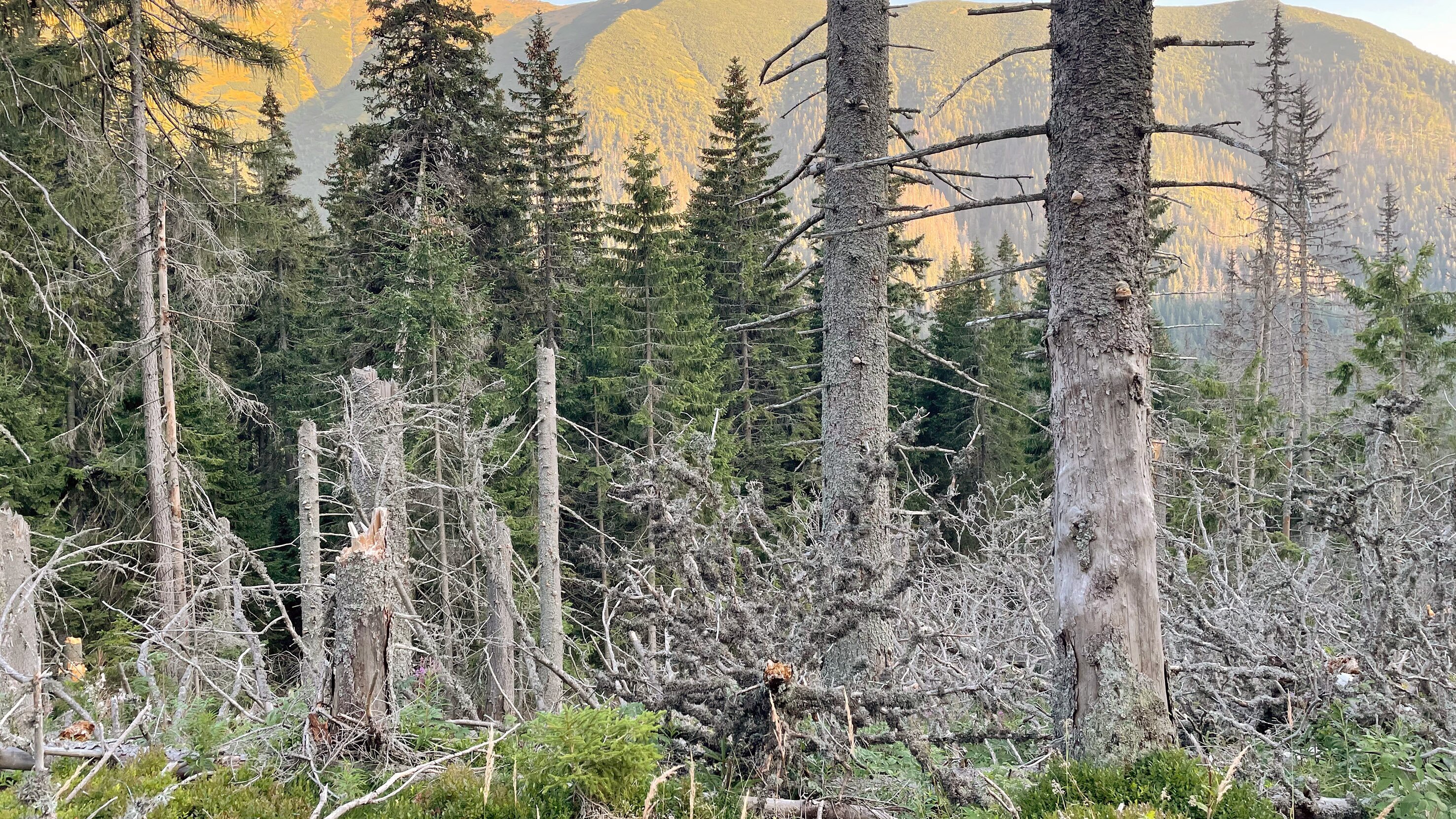 Europas Urwälder, ein Schatz der Natur