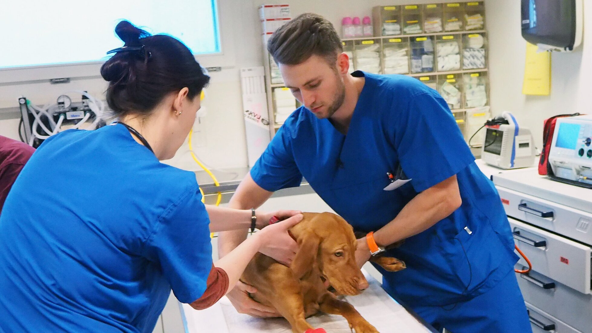 Tierärztin 24/7: Leo in großer Gefahr