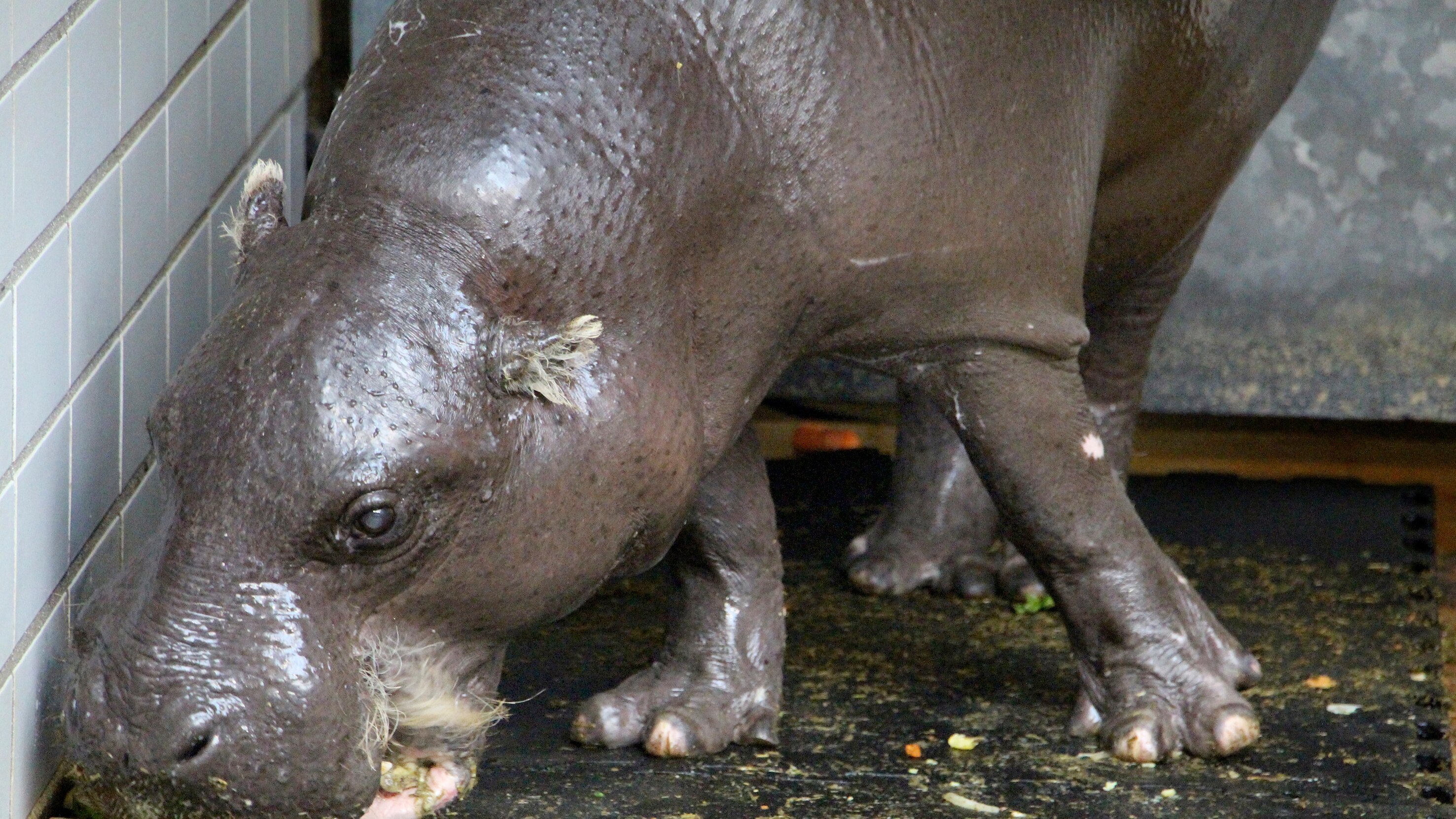 Eisbär, Affe & Co.