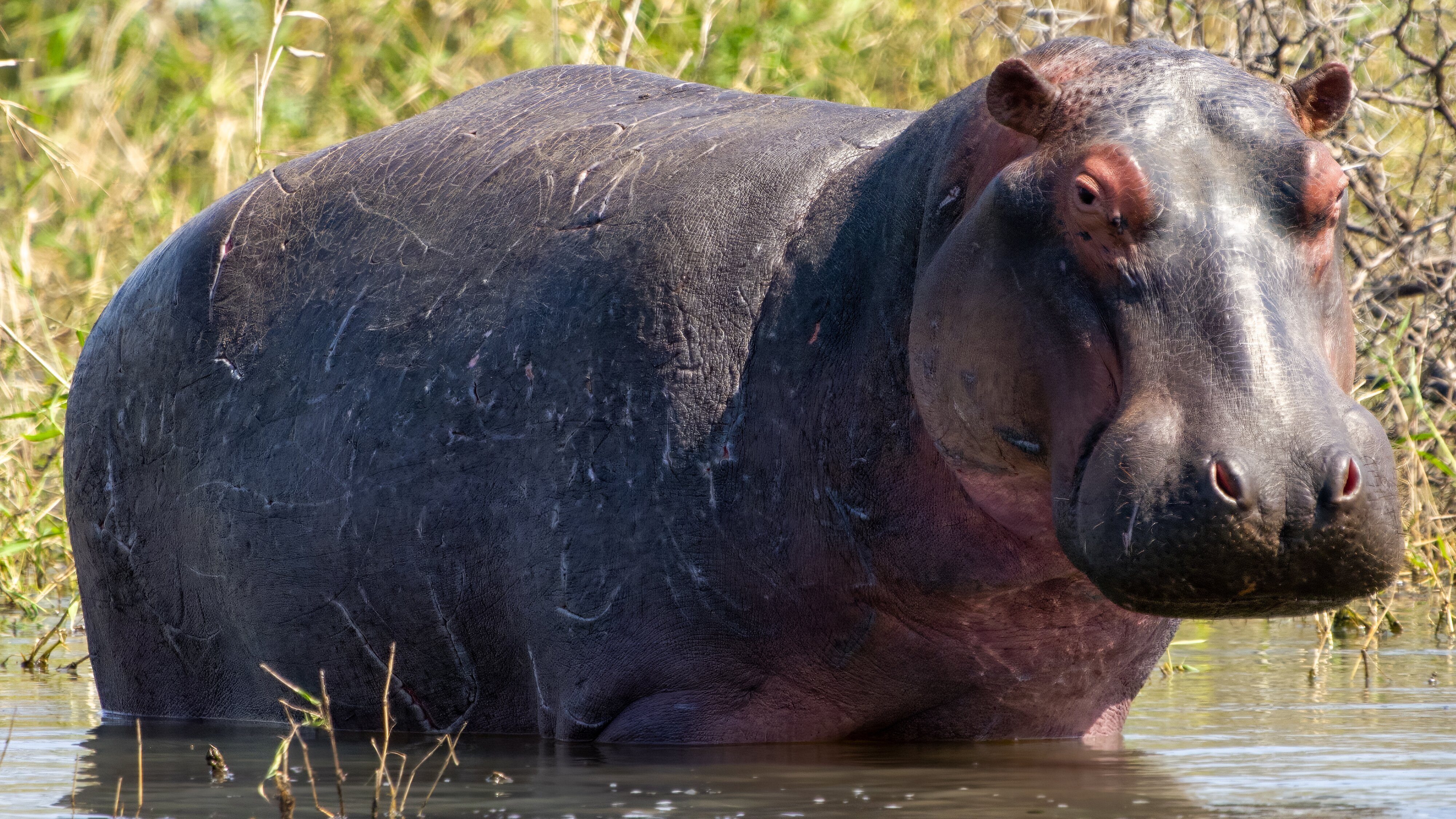 Flusspferden auf der Spur – mit Steve Backshall (1)