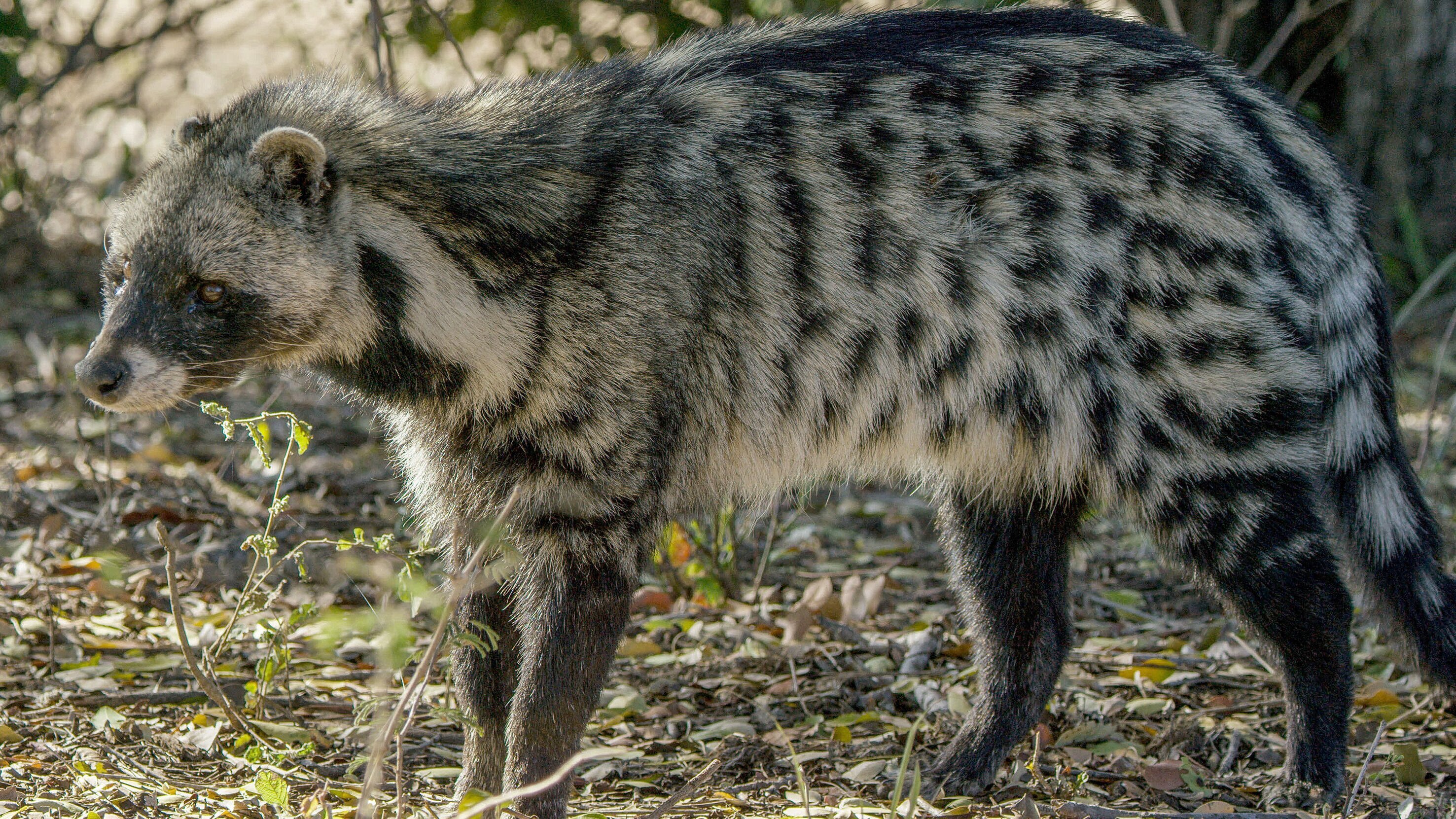 Auf leisen Pfoten durch Afrikas Wildnis