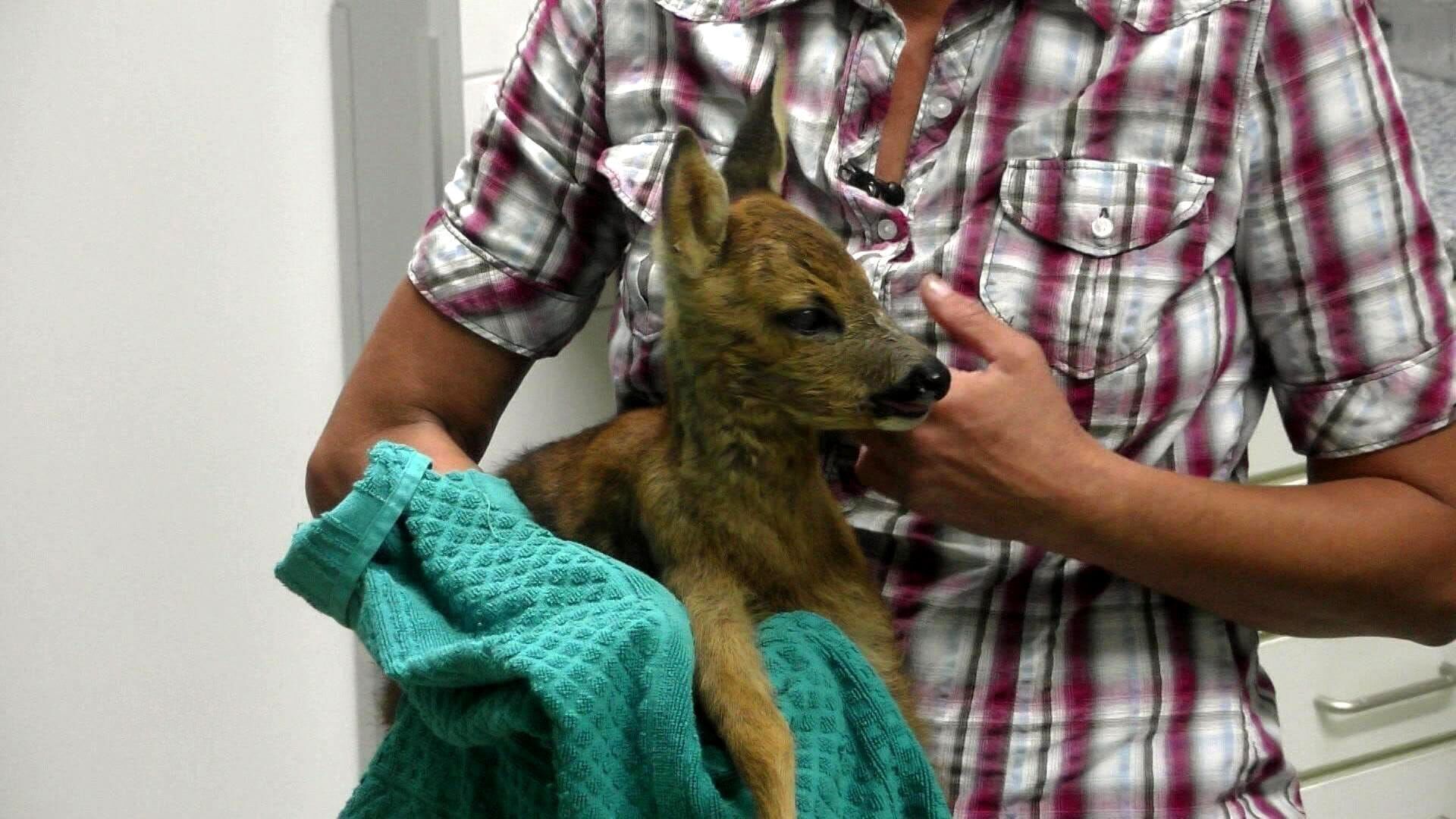 Hautnah: Die Tierklinik