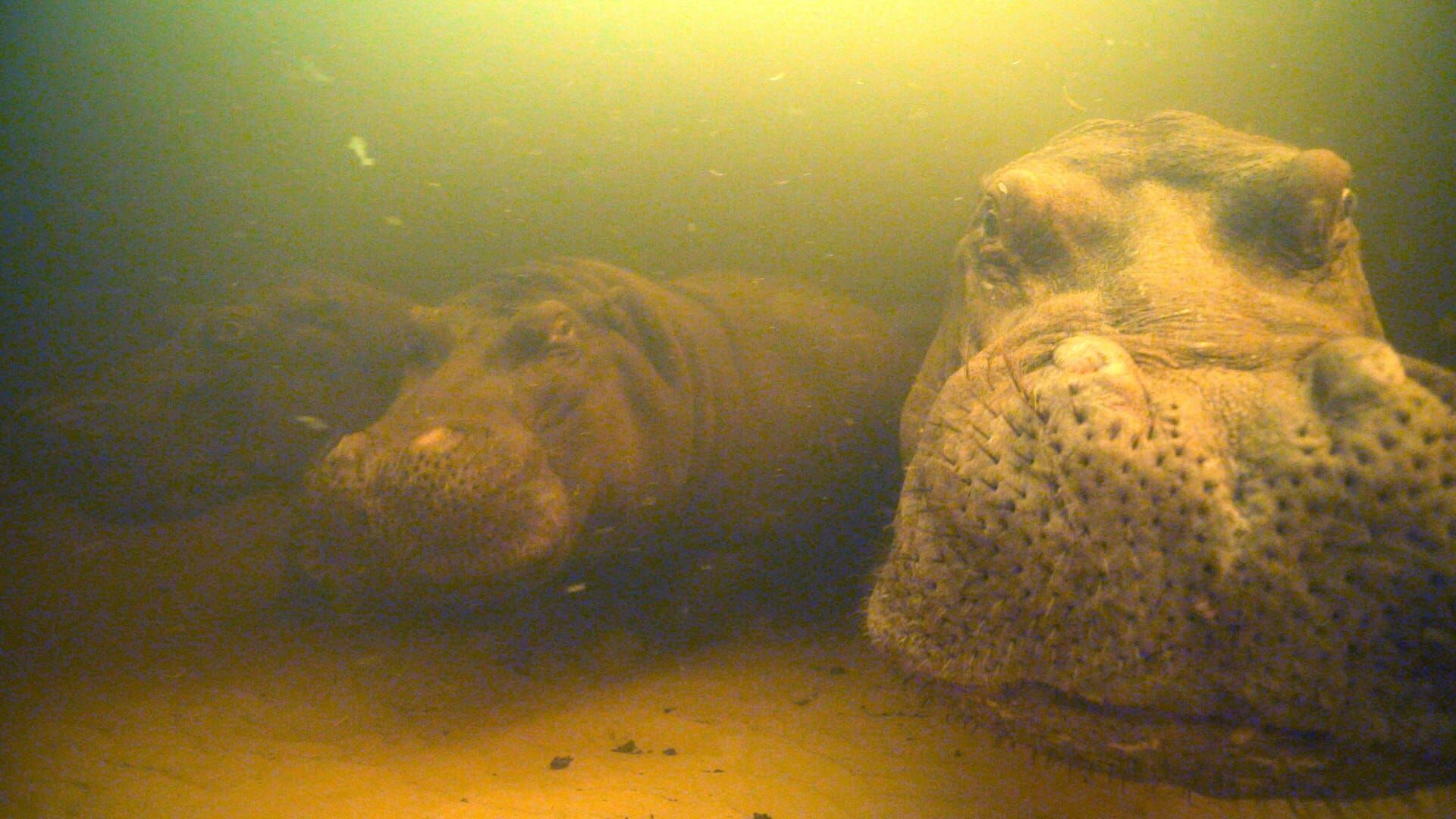 Hippos – Afrikas faszinierende Riesen