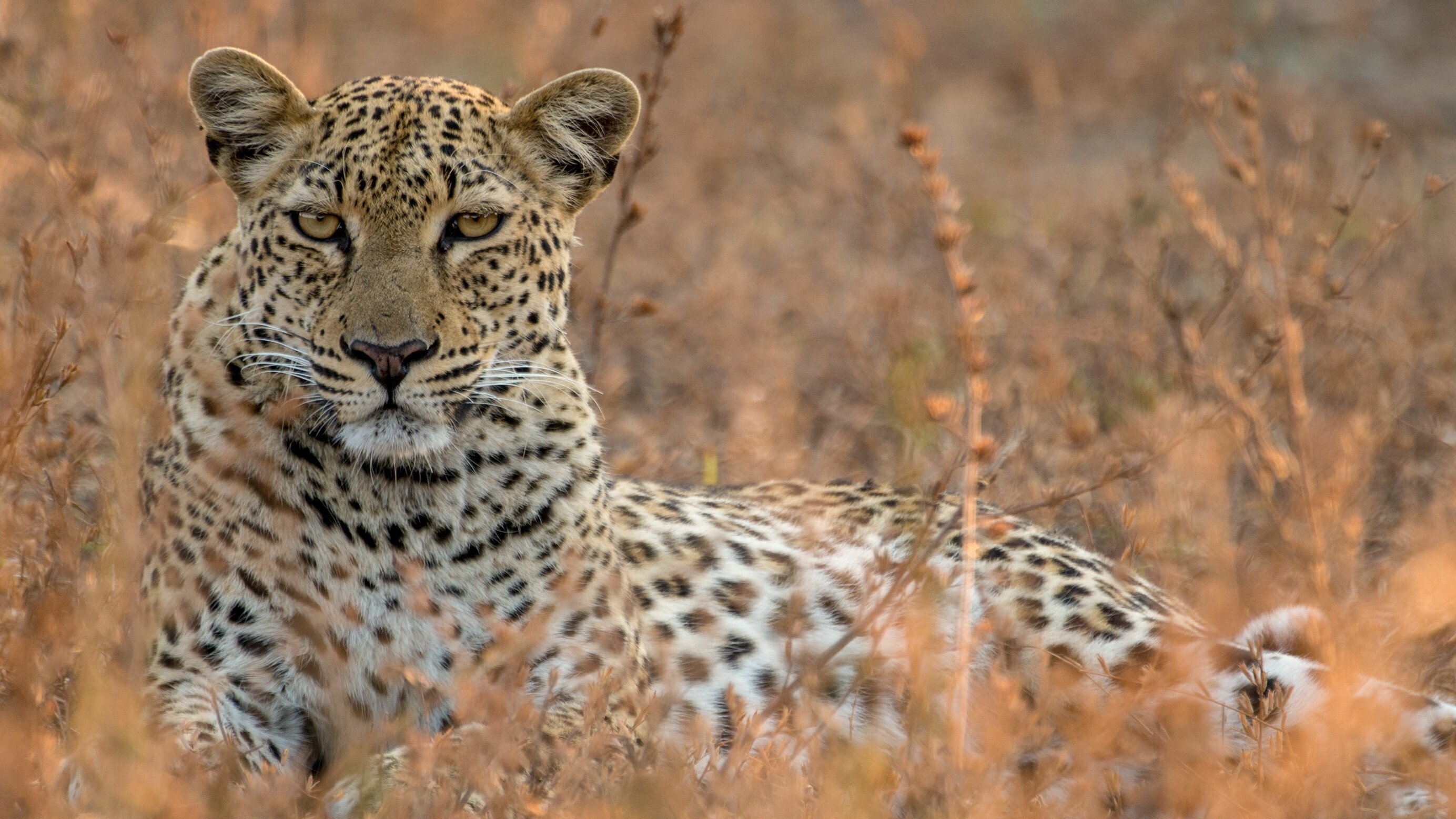 Malika jagt – Abenteuer einer Leopardin