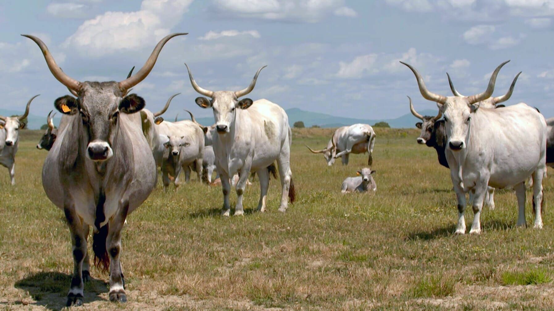 Köstliches Sizilien